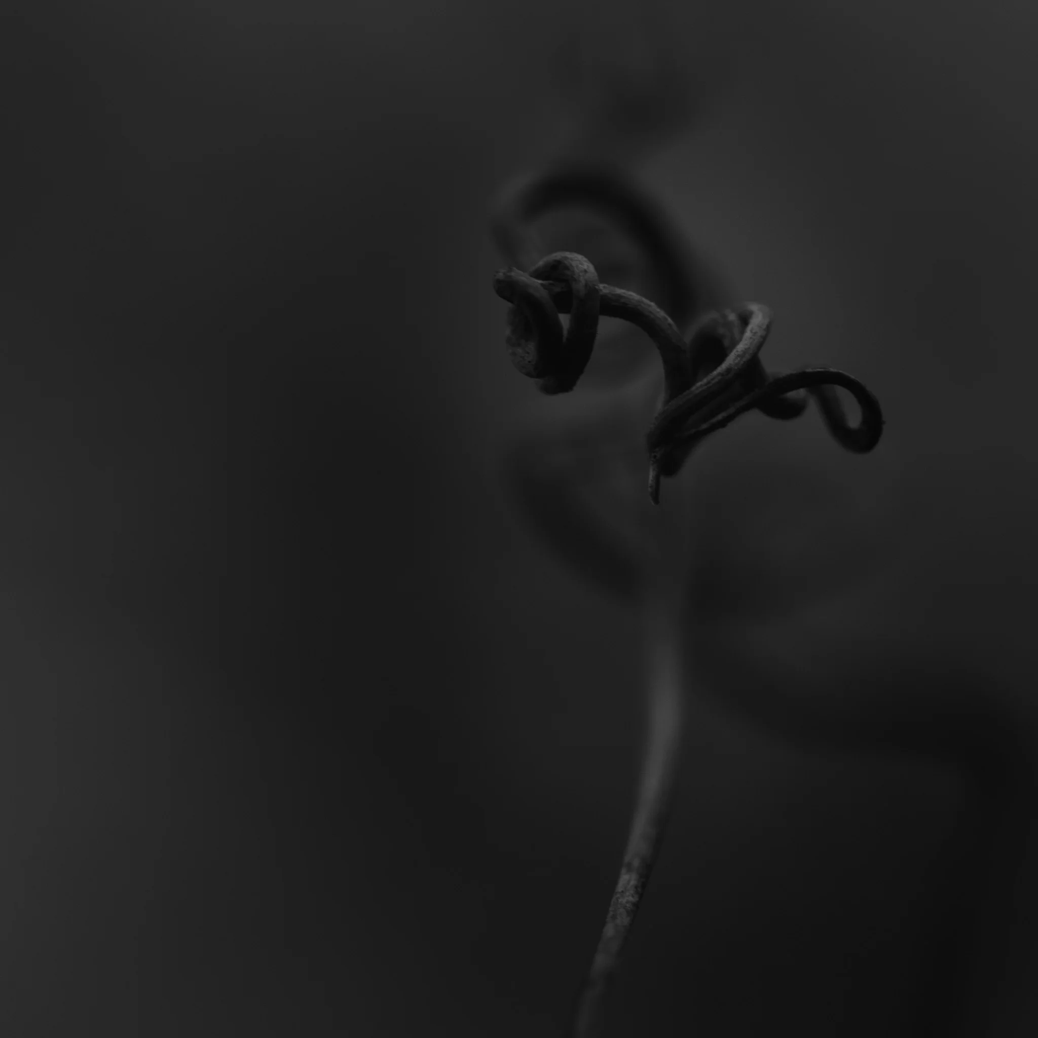 coils 2.jpg