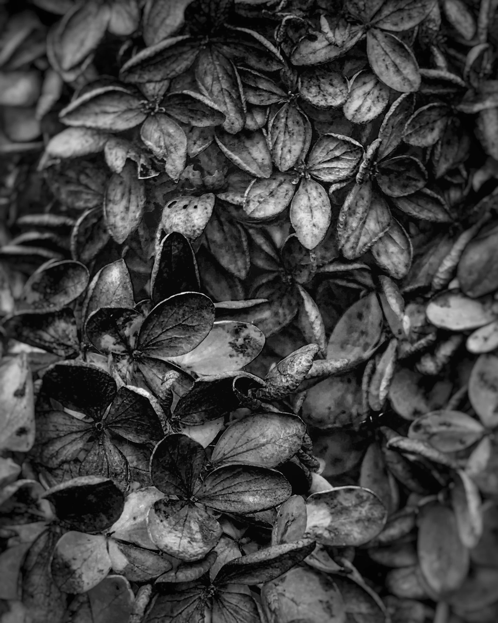 dead bloom.jpg