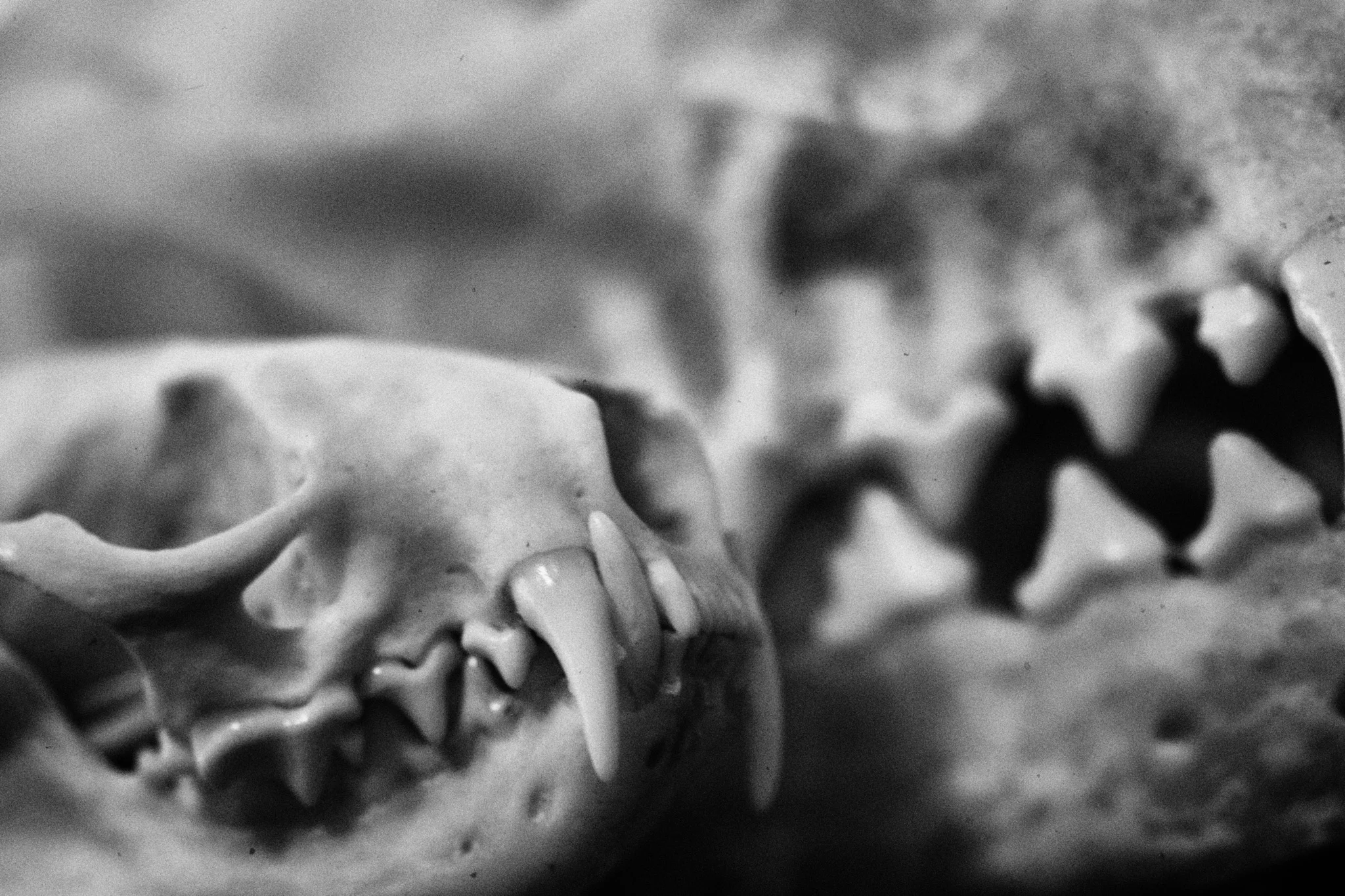 skull 02.jpg