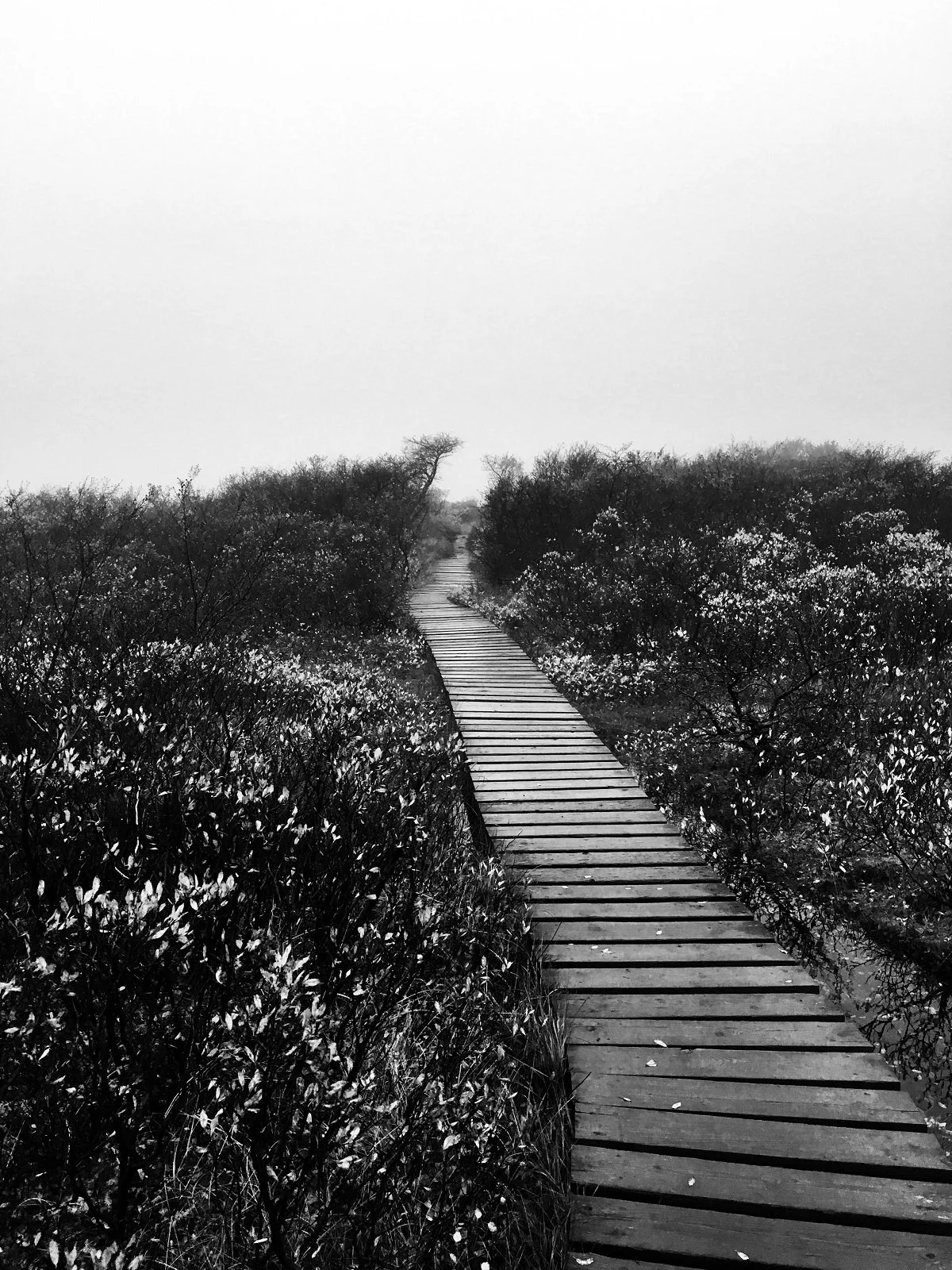 into the mist.jpg