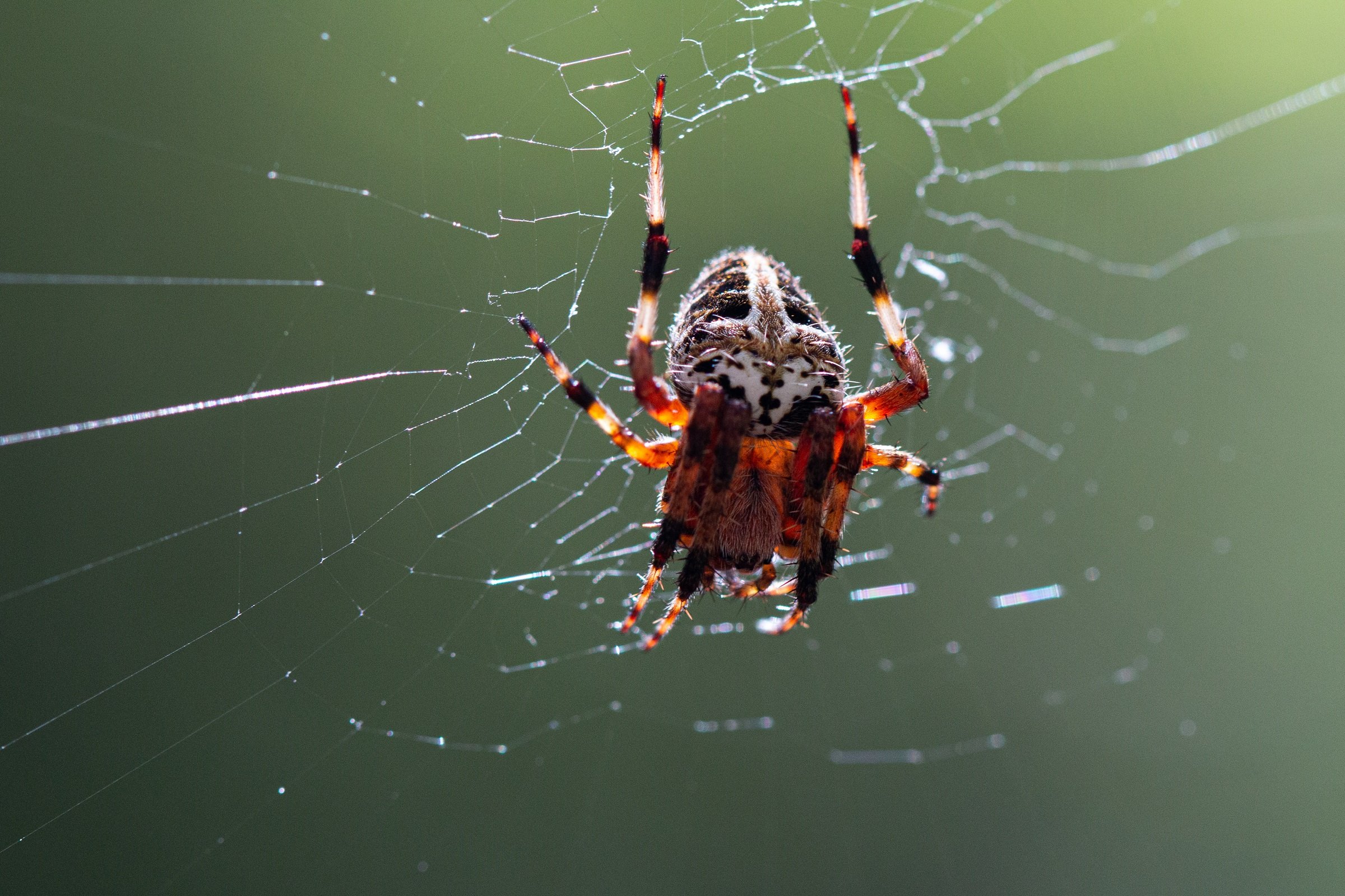 Spotted Orb Weaver.jpg