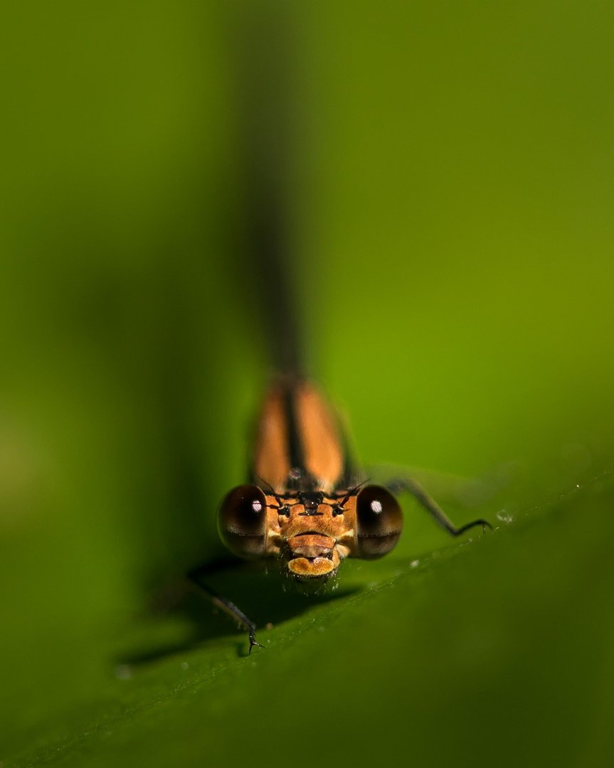 Bug Eyes.jpg