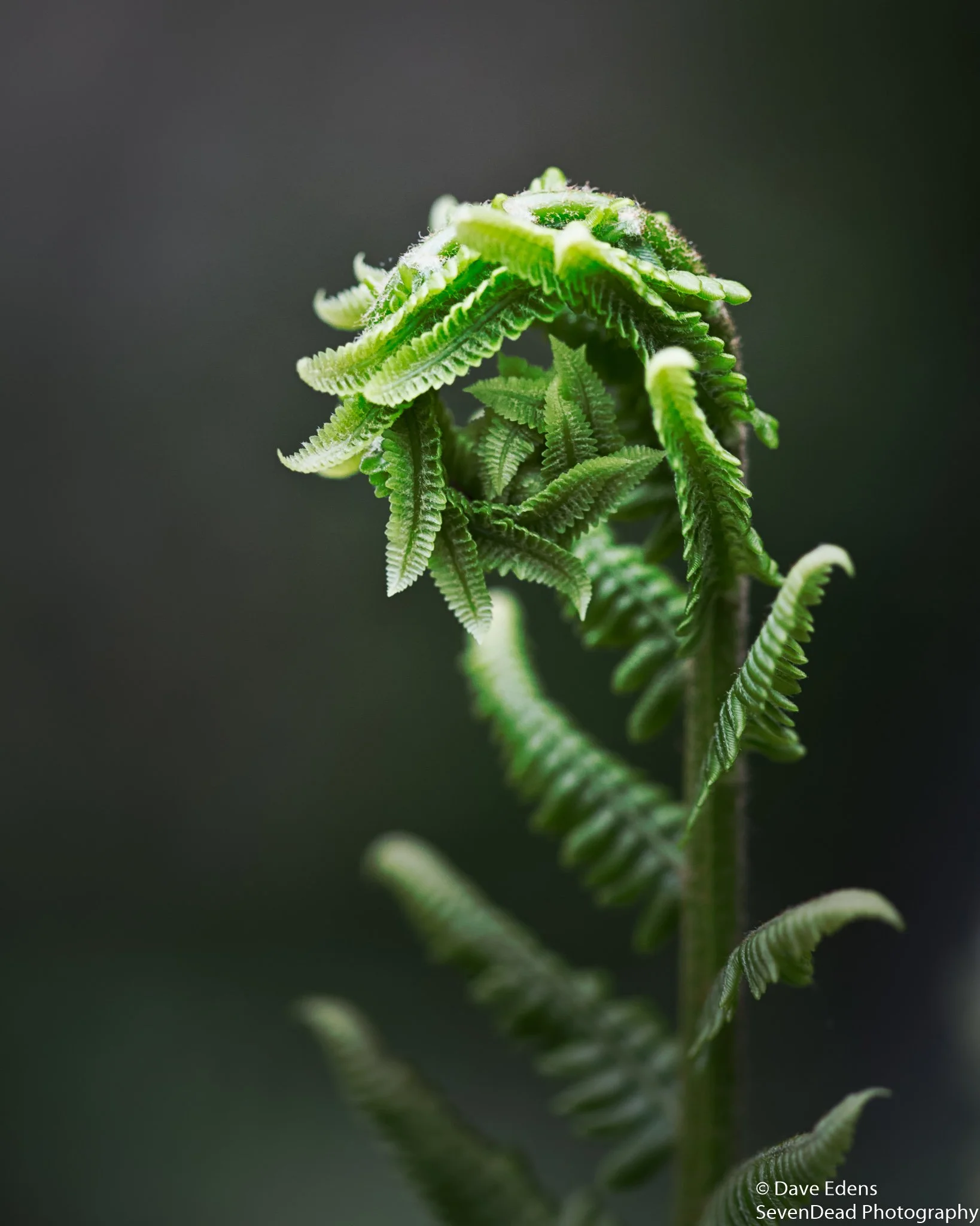 Fern.jpg