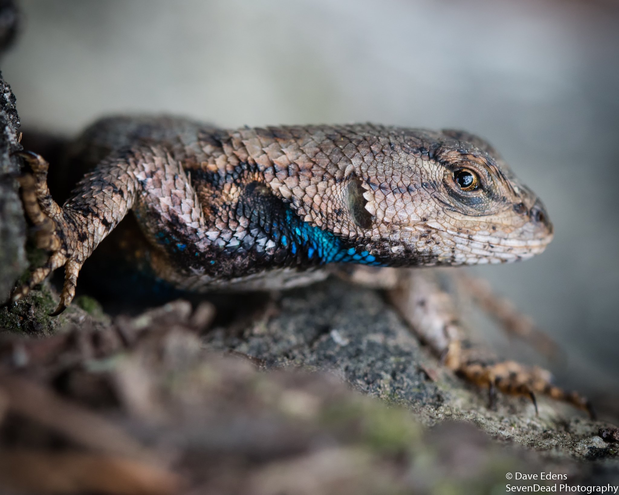 Electric Blue.jpg