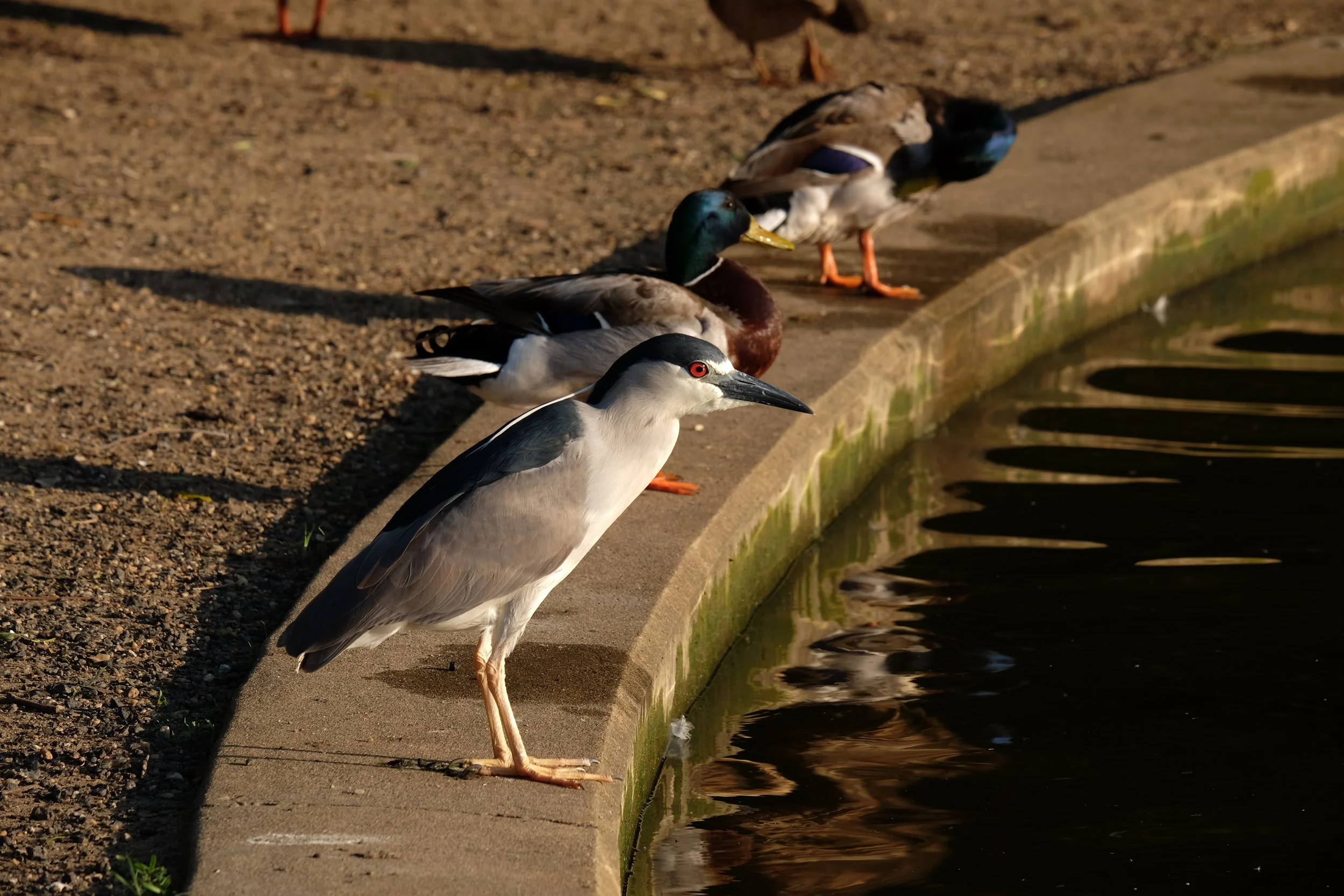 Photo by Kathy Helzlsouer