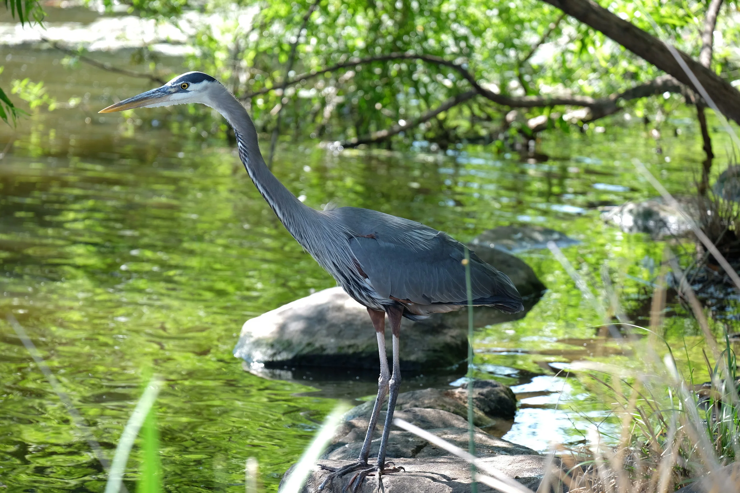 Photo by Kathy Helzlsouer