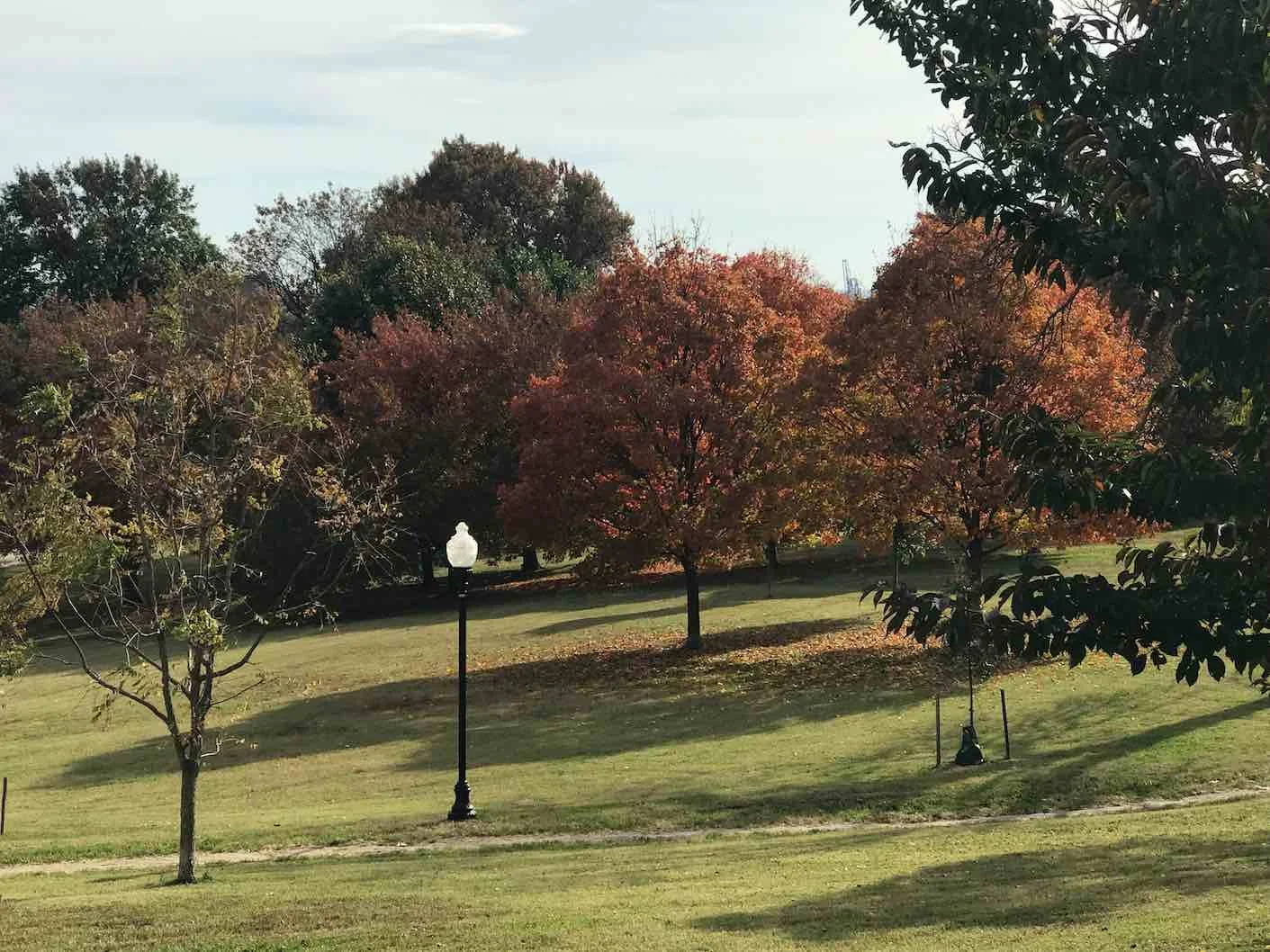 trees_all.jpg
