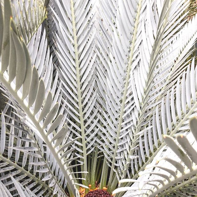 These fronds have a very 'weaverly' texture.....I notice that sort of thing.... But they also bring to mind a sunny climate ☀️ and maybe a hammock in the shade and some cicada sounds. 
What do you think of?

#inspiredbynature
#naturedesign