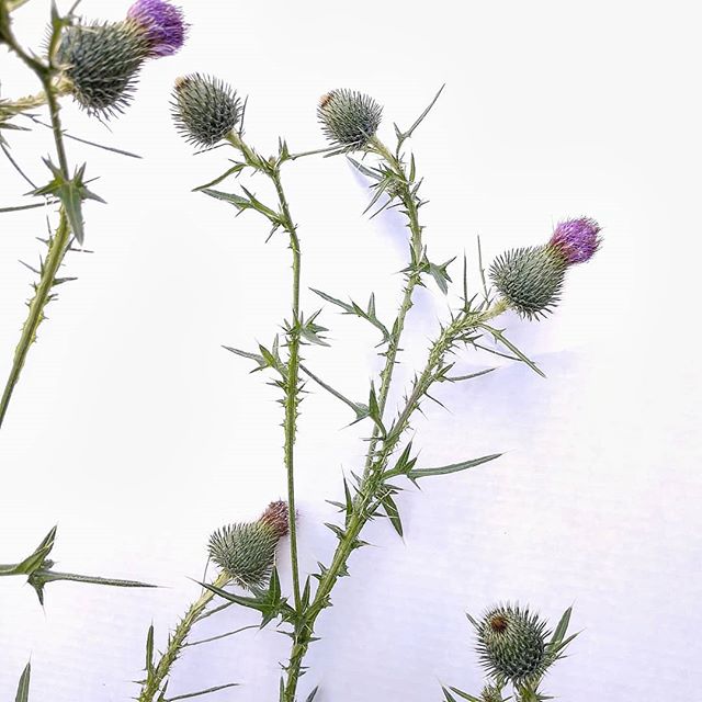 Feeling a little prickly sometimes? Maybe it's time for a break to rest and enjoy the season in all its forms. 
Actually, thistle - this one from my back garden - is a favorite flower for me. It offers such striking shapes and strong color amid its s