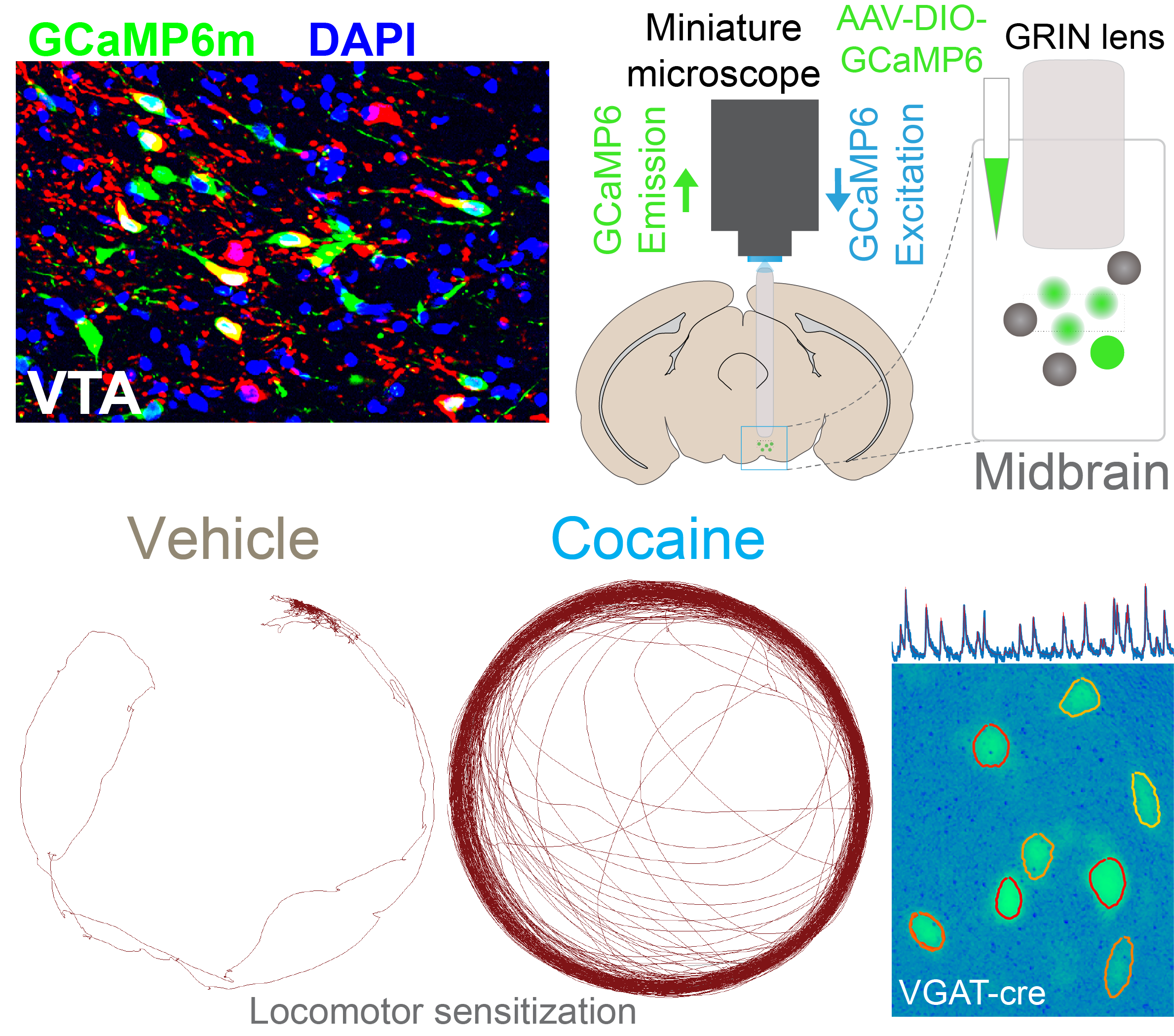 Calcium Imaging Diagram.png