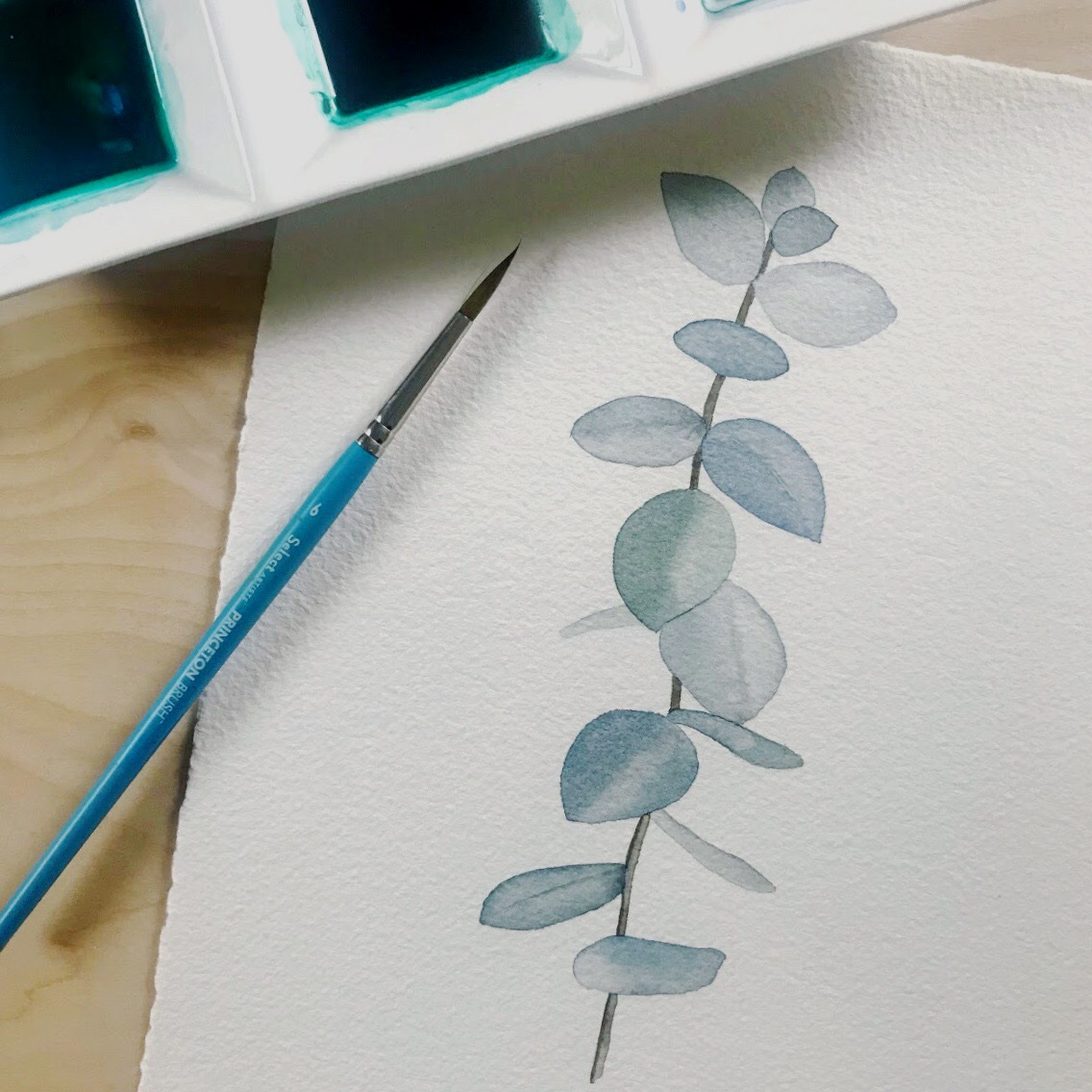 Eucalpytus+with+brush.jpg