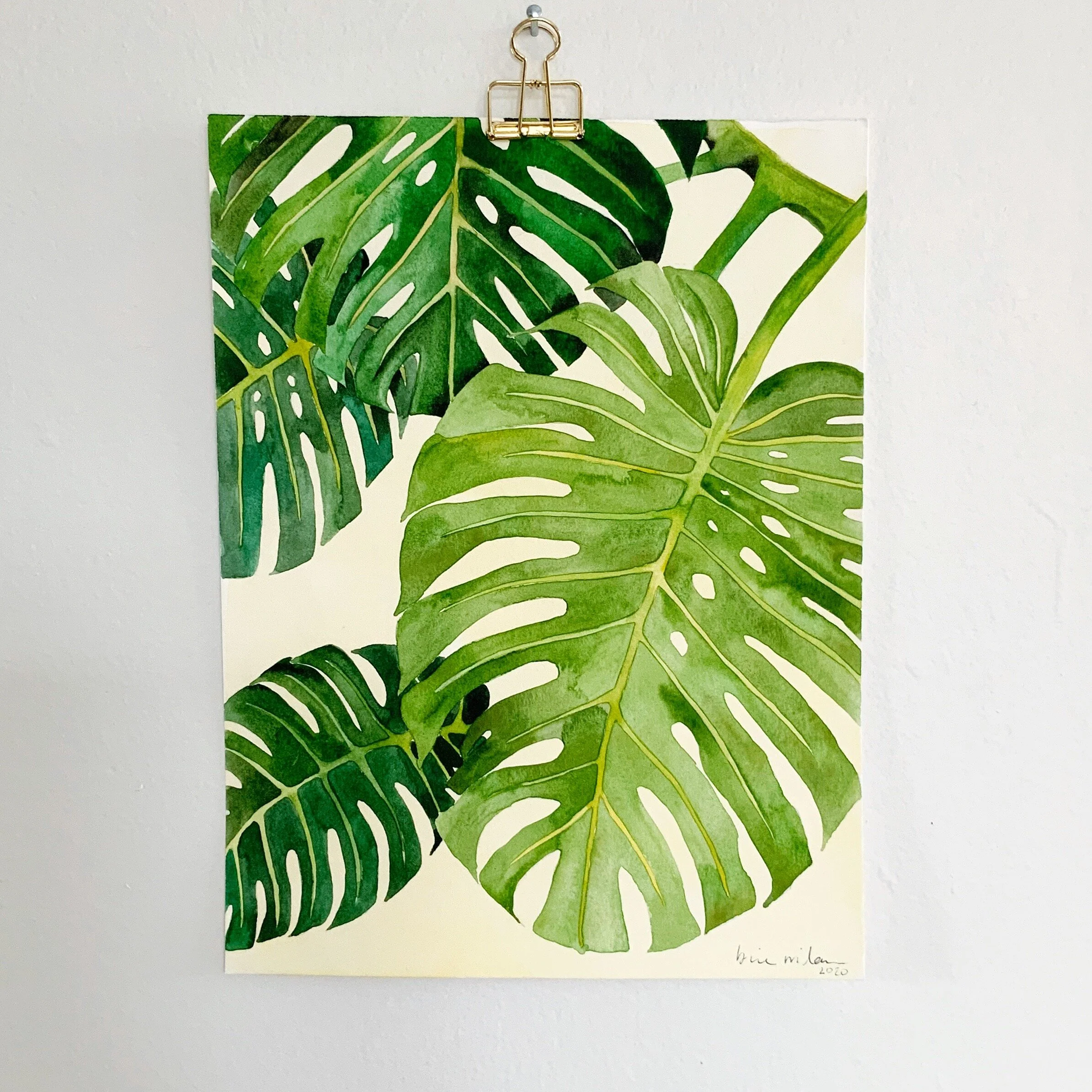 Monstera 01