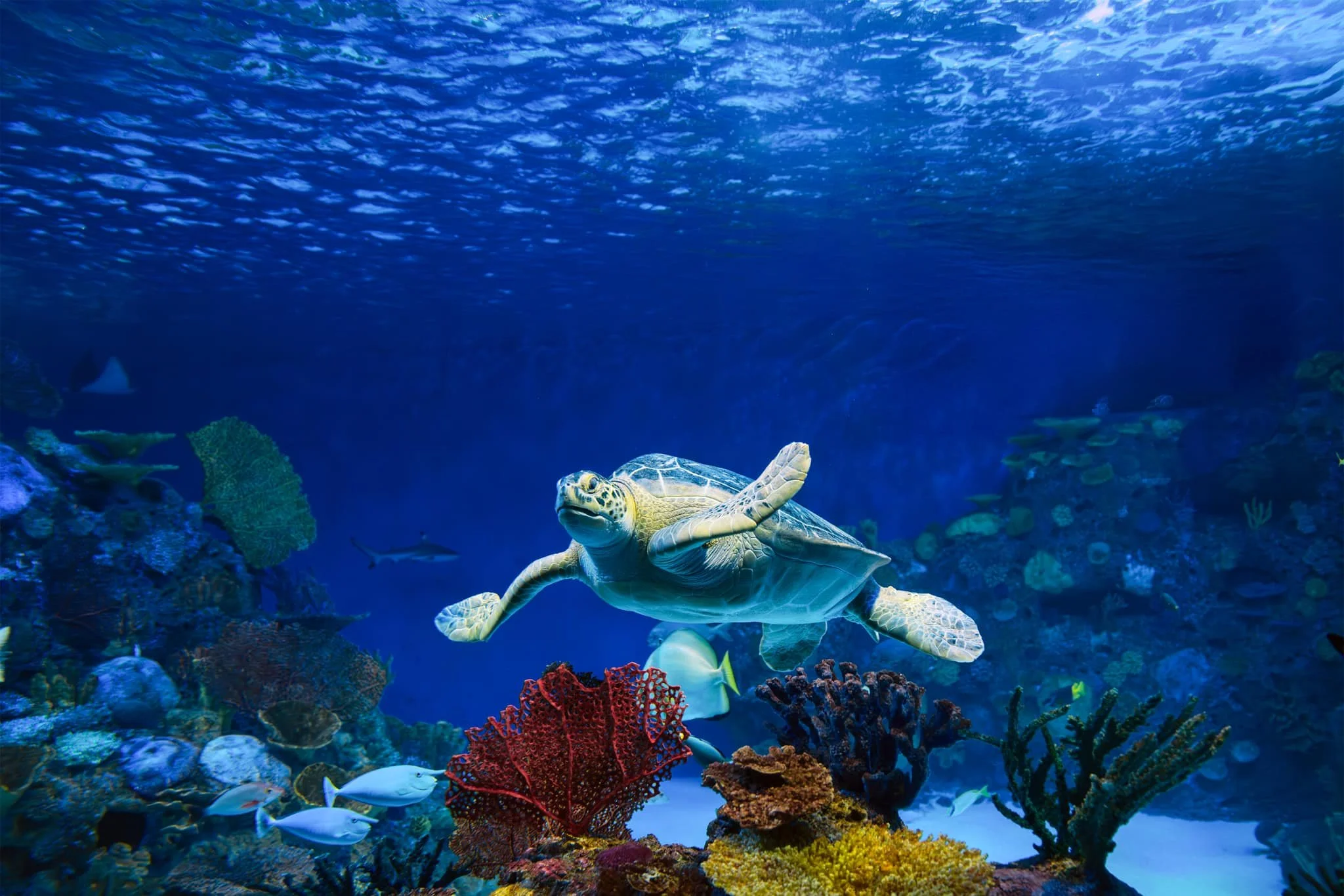 turtle.jpg