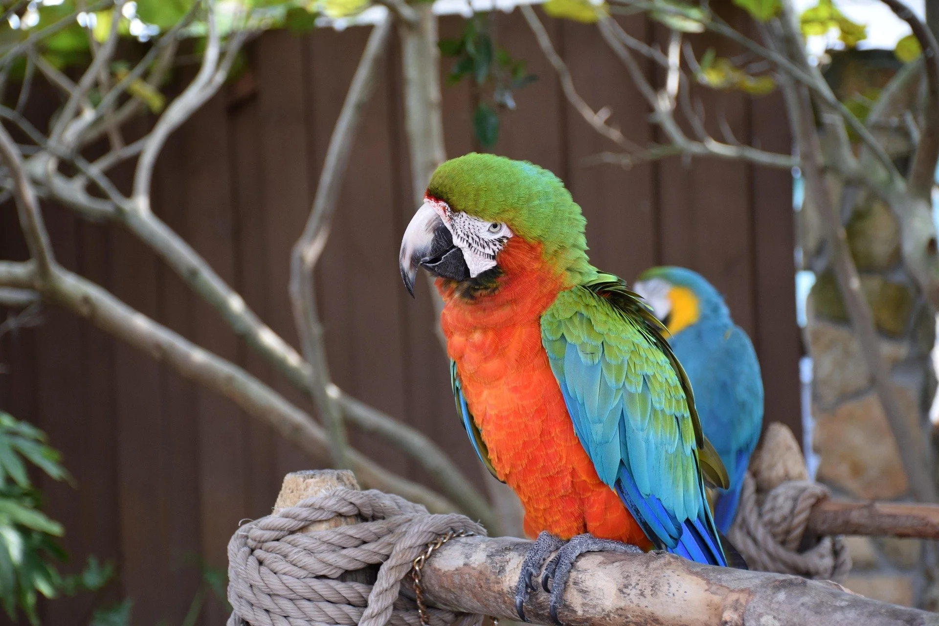 jimdegerstrom-macaw-2501439_1920.jpg