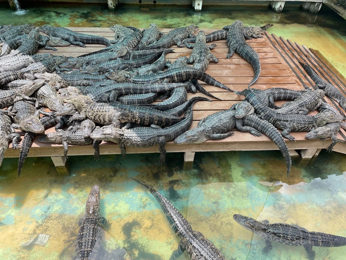 gators.jpeg
