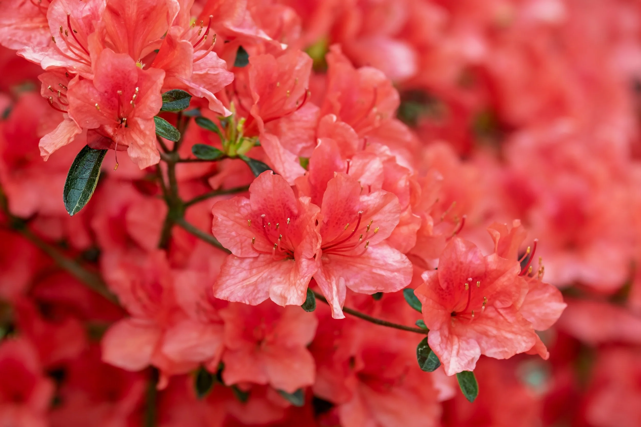 couleur-flower-3387715.jpg (Copy)