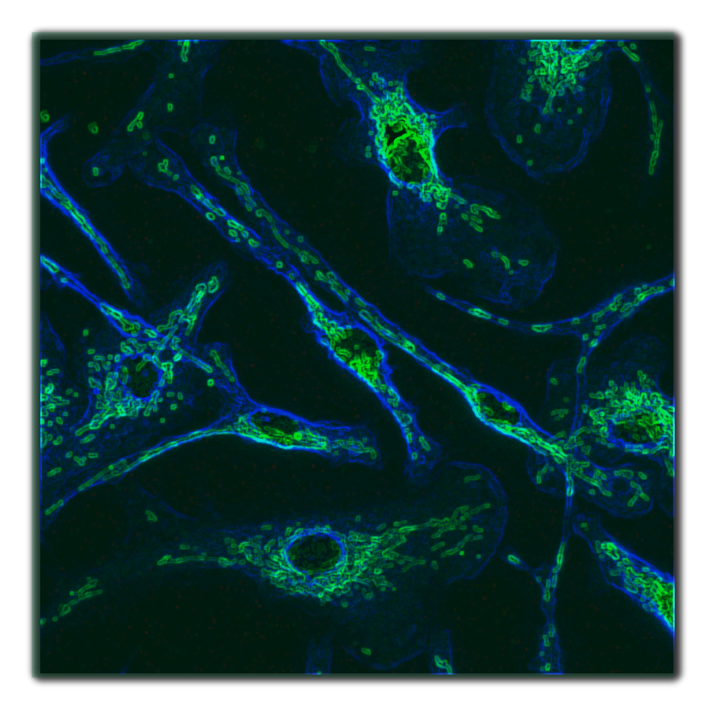 Erin_Zwack_uninfected all.png