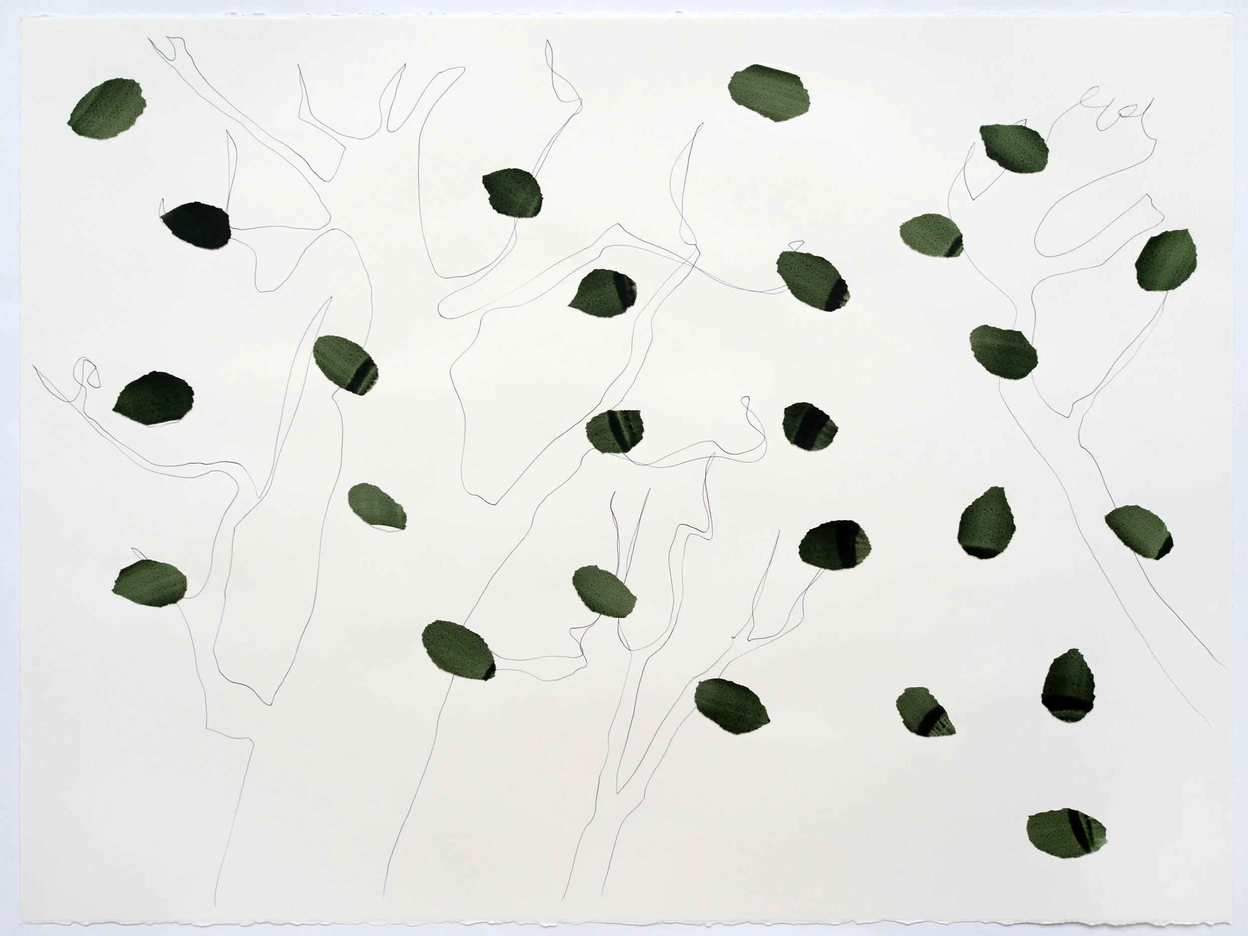 Green Umber