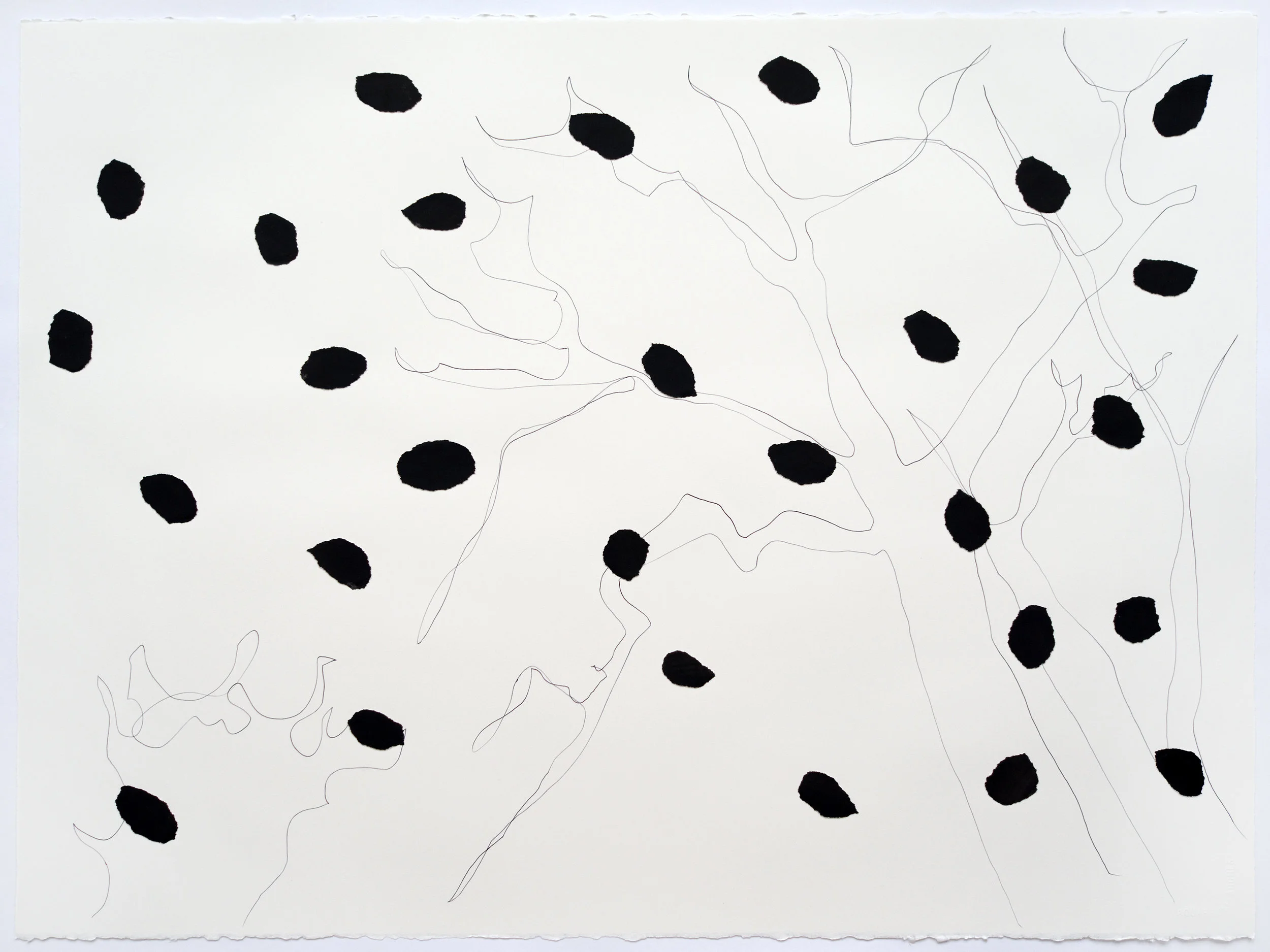 Ivory Black Extra