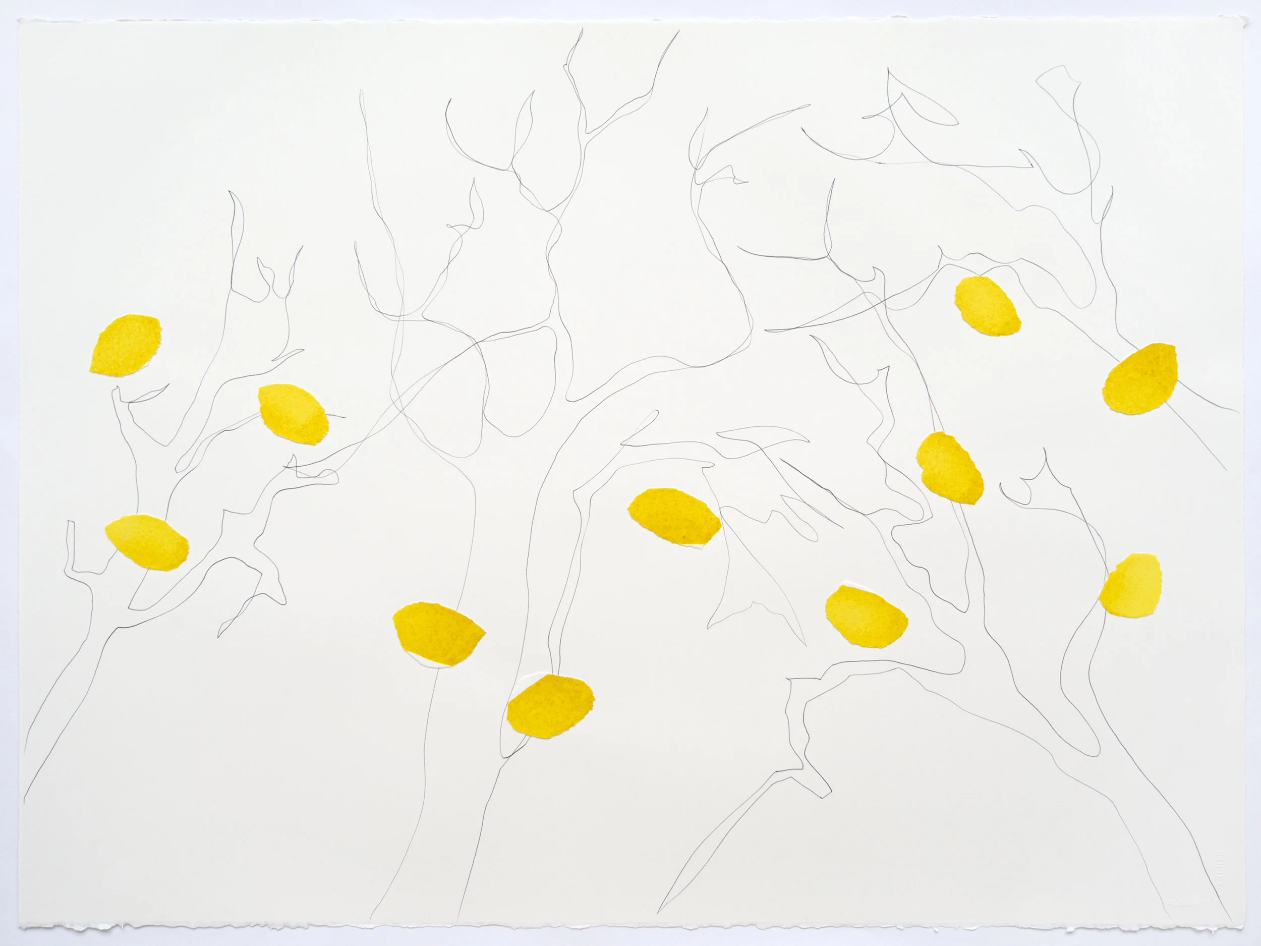 Cobalt (Aureolin) Yellow Lake