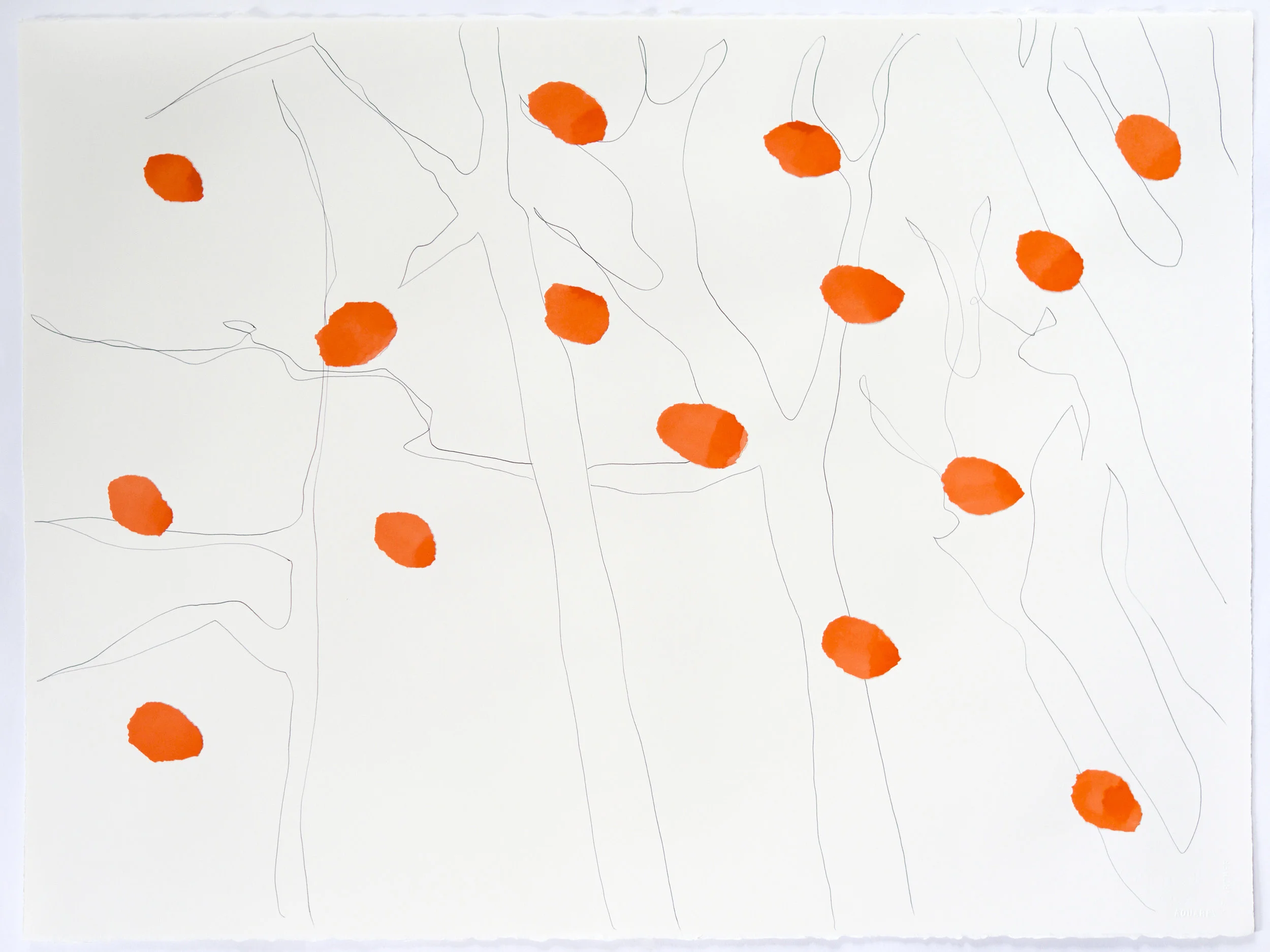 Coral Orange