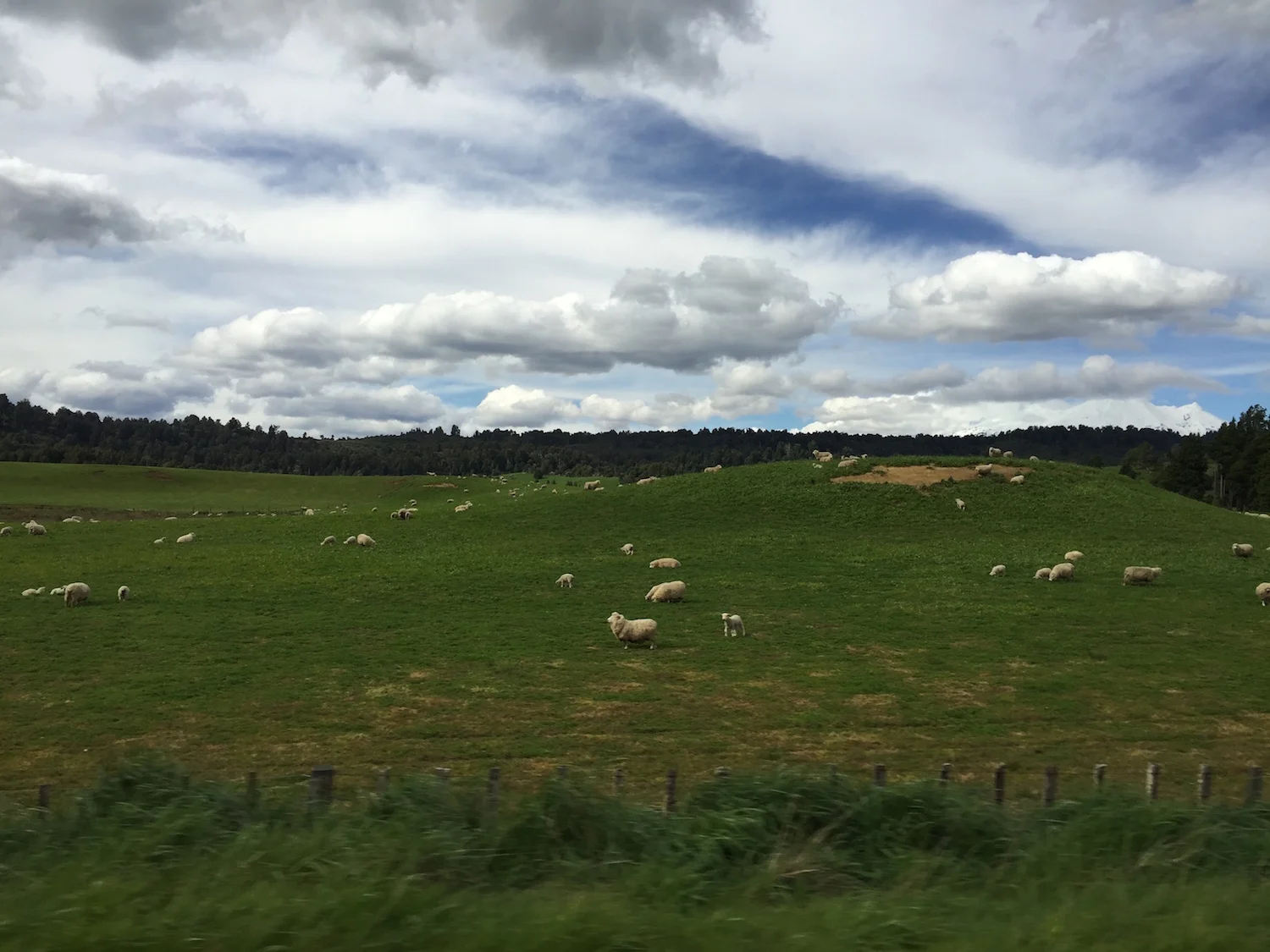 SRM-Lambs In Field-1500x1125.jpeg