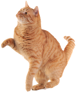 cat_PNG115.png