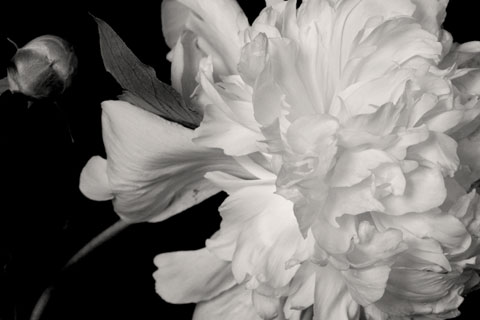 Peony2Detail.jpg