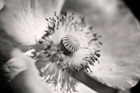PoppyDetail.jpg