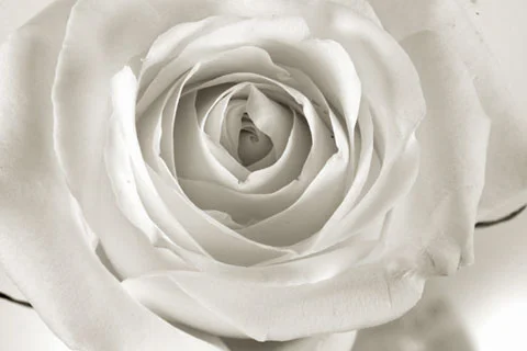 Rose3Detail.jpg