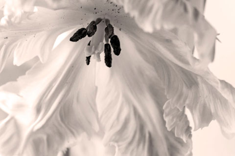 TulipDetail.jpg