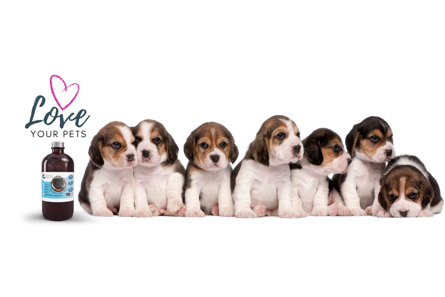 Six adorable puppies sitting in a row beside a bottle of pet medication with the words "Love Your Pets" and a pink heart illustration.
