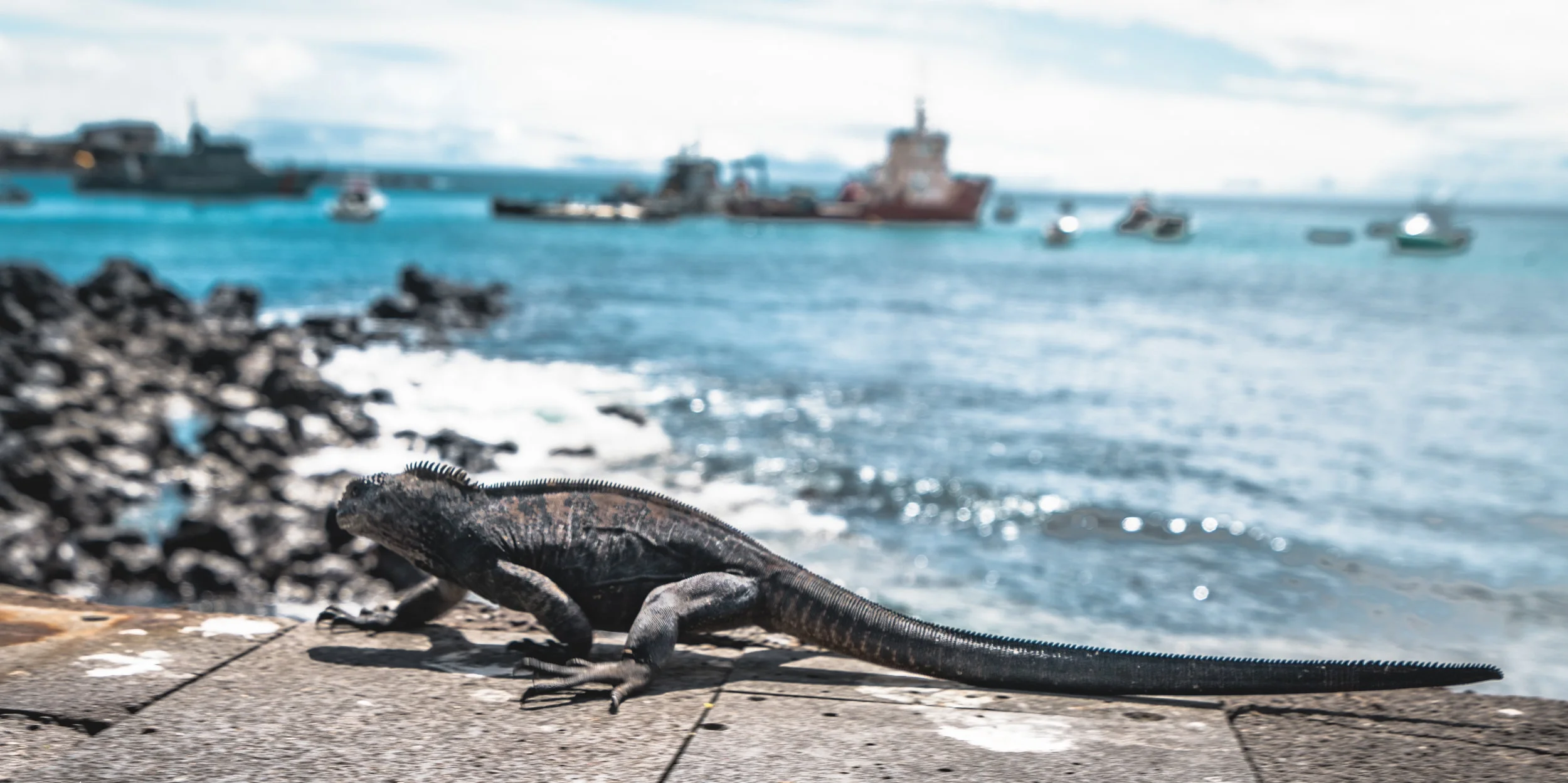 Galapagos IslandsSustainably discover plant and wildlife found nowhere else on this planet!Learn More