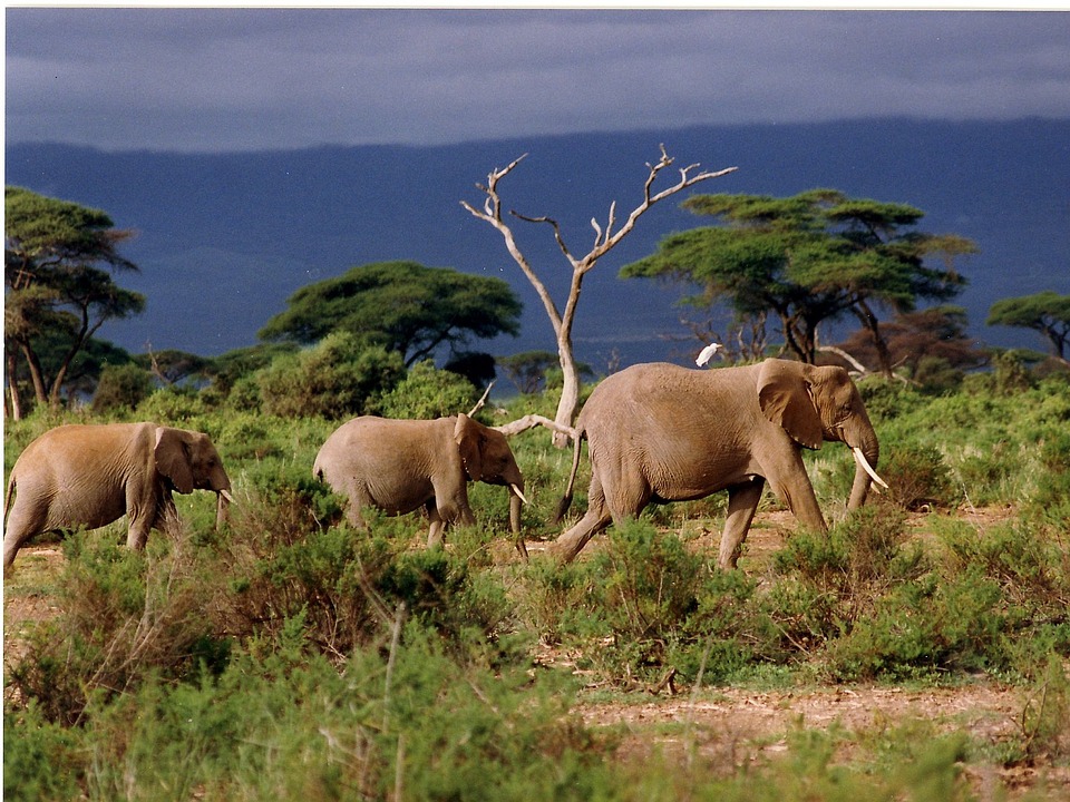 Fighting for Animal Rights in Wildlife Tourism
