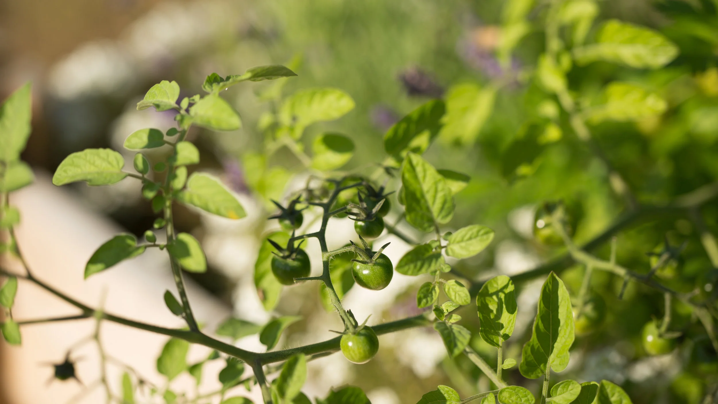 Tomatoes on the Vine