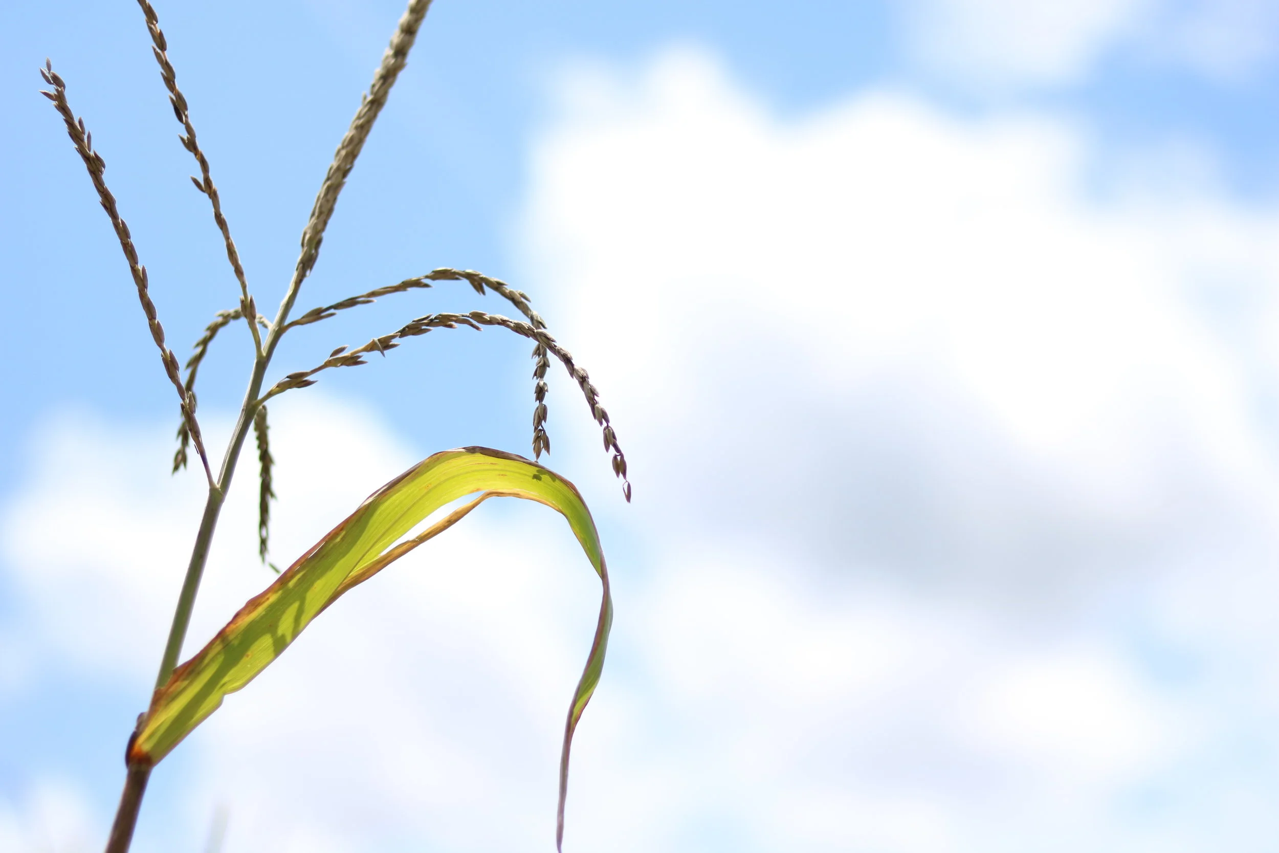 The Green Plant Rises