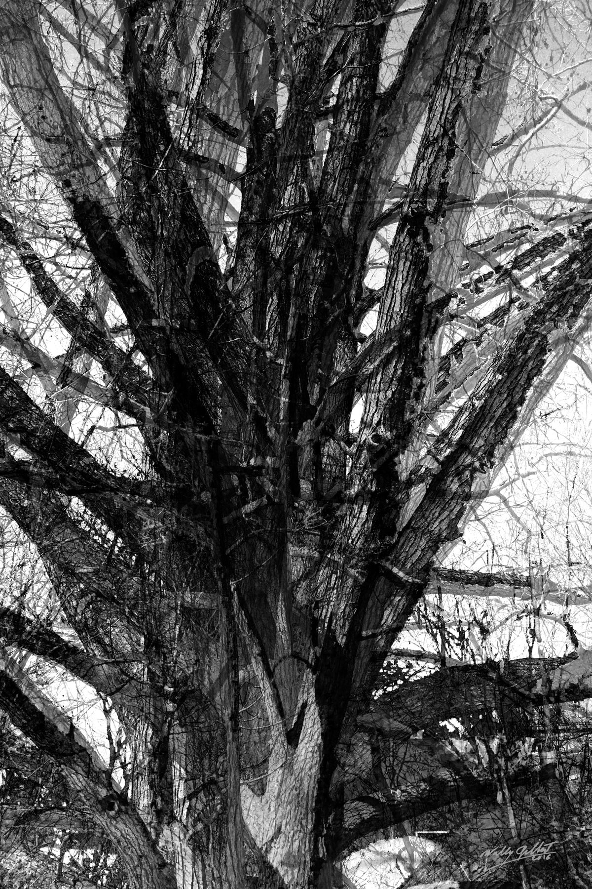  "Broken Tree #2" 30” x 20”, 2016, Print on Aluminum, 1/5 &nbsp;&nbsp; &nbsp;&nbsp;&nbsp; &nbsp;&nbsp;&nbsp; &nbsp;&nbsp;&nbsp; &nbsp;&nbsp;&nbsp; &nbsp;$1000    