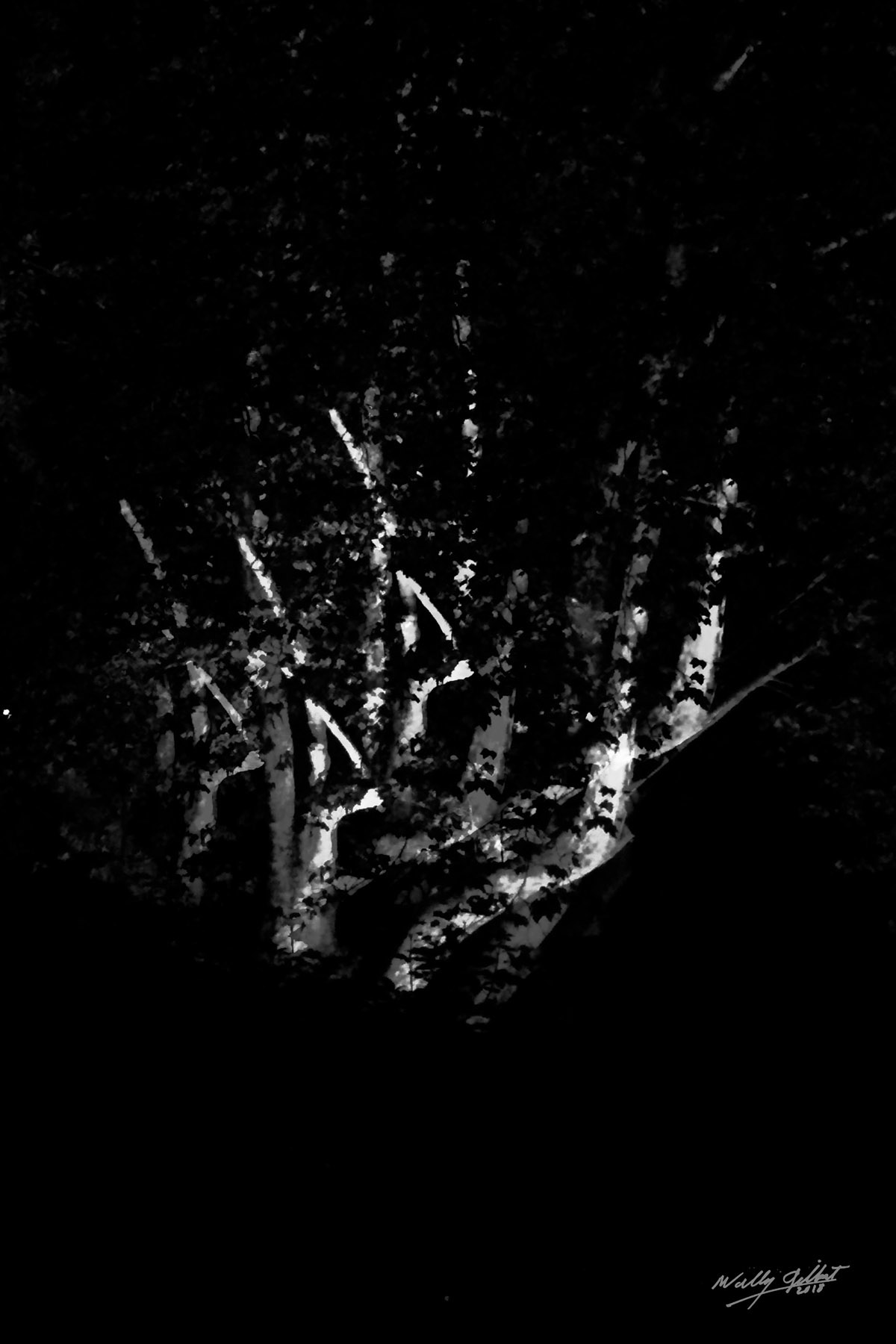  “Night Trees – Black and White” 30” x 20”, 2016, Print on Aluminum, 1/5 &nbsp; &nbsp;&nbsp;&nbsp; &nbsp;&nbsp;&nbsp; &nbsp;&nbsp;&nbsp; &nbsp;$1000.       