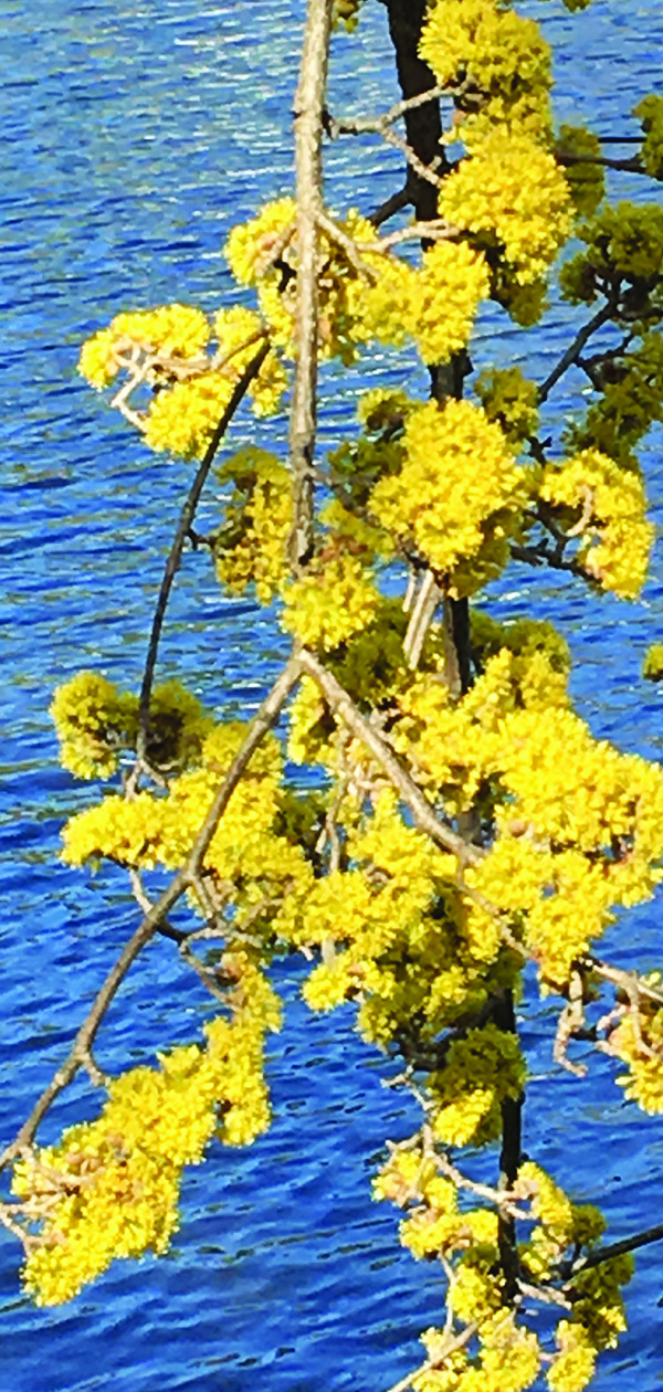 Witch hazel branch.30x63 (1).jpg