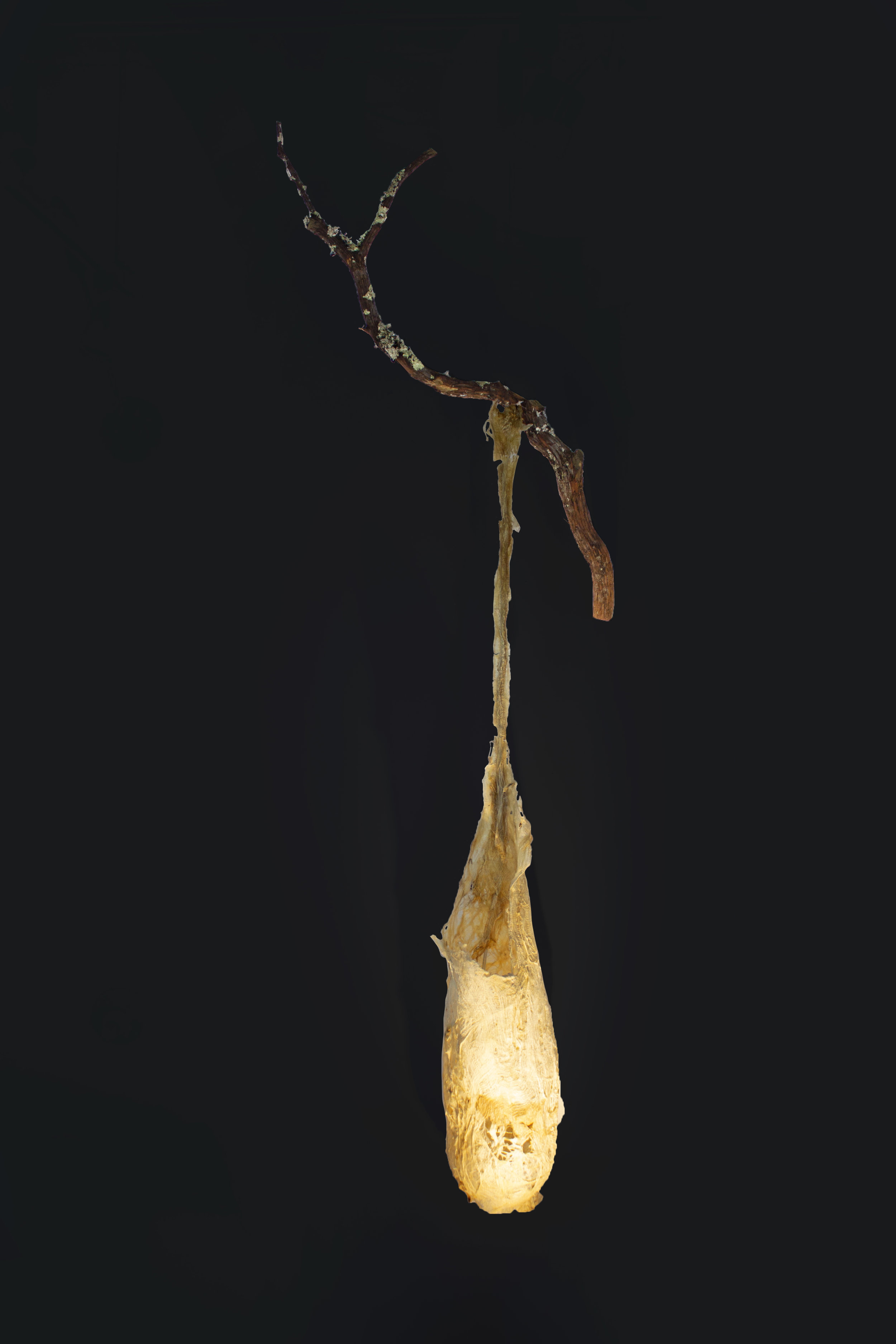  COCOON I, 2017, CAMBIUM FIBER FROM ASIAN MULBERRY TREE, BRACH, AND LED LIGHT, 75”H x 27”W x 10”D, $2,300