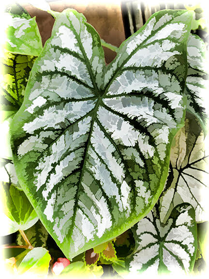 leaf 2 (1).jpg