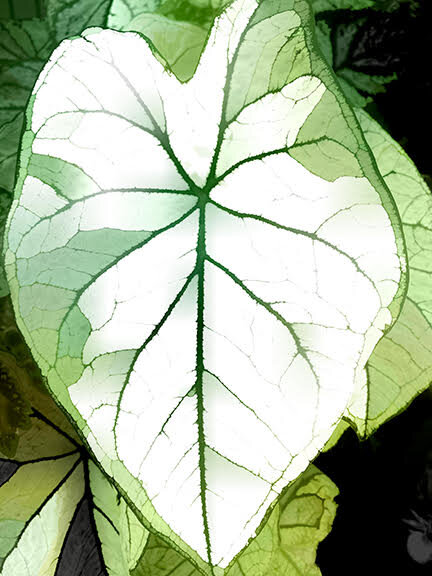 leaf3.jpg