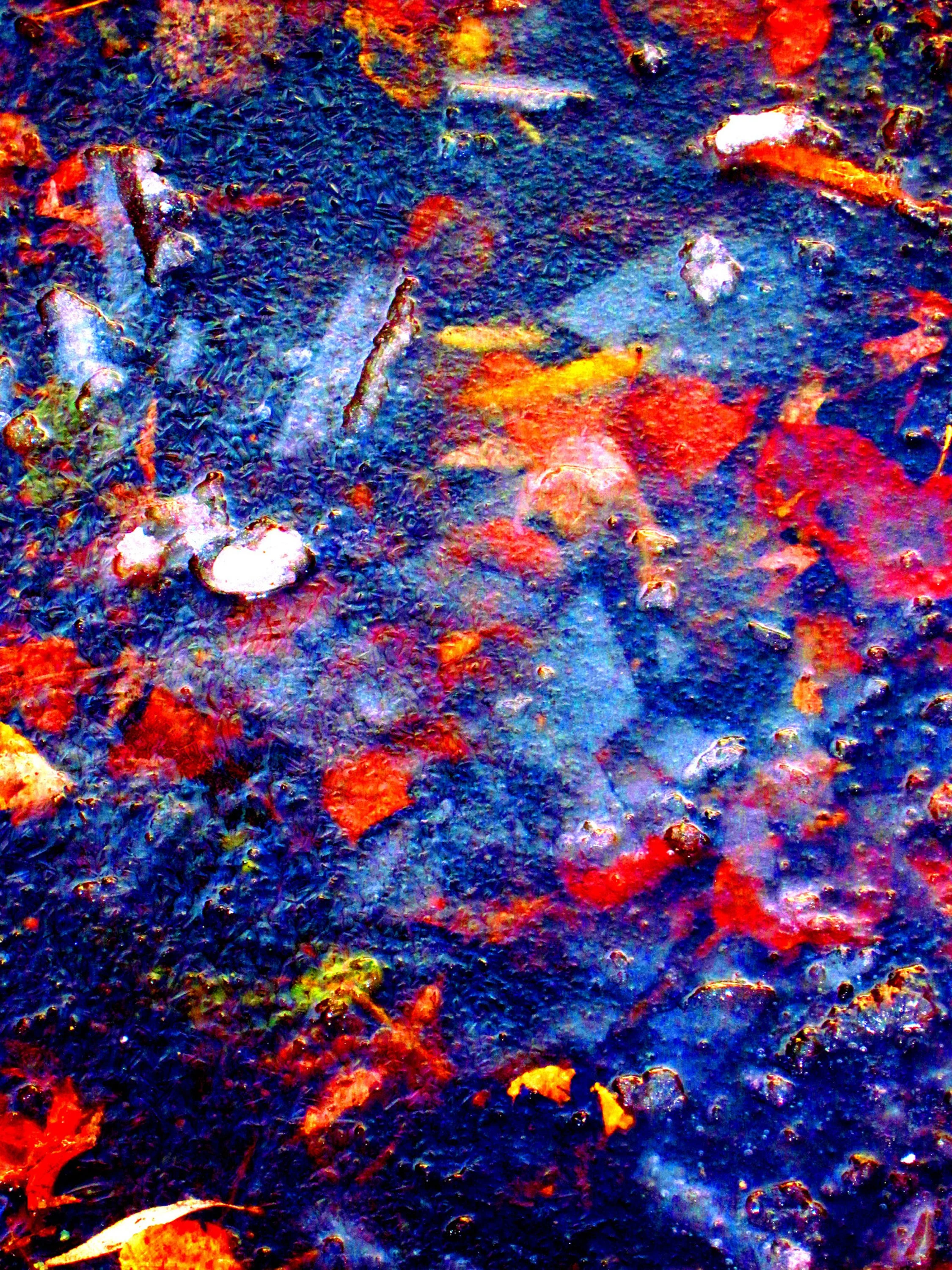 The Secret Life of Leaves: No.10, Fire and Ice