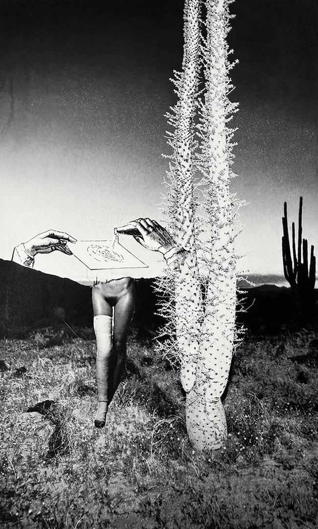 &nbsp;SHELLEY PECKHAM