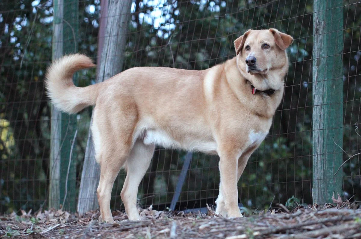 Buddy _Dog.jpg