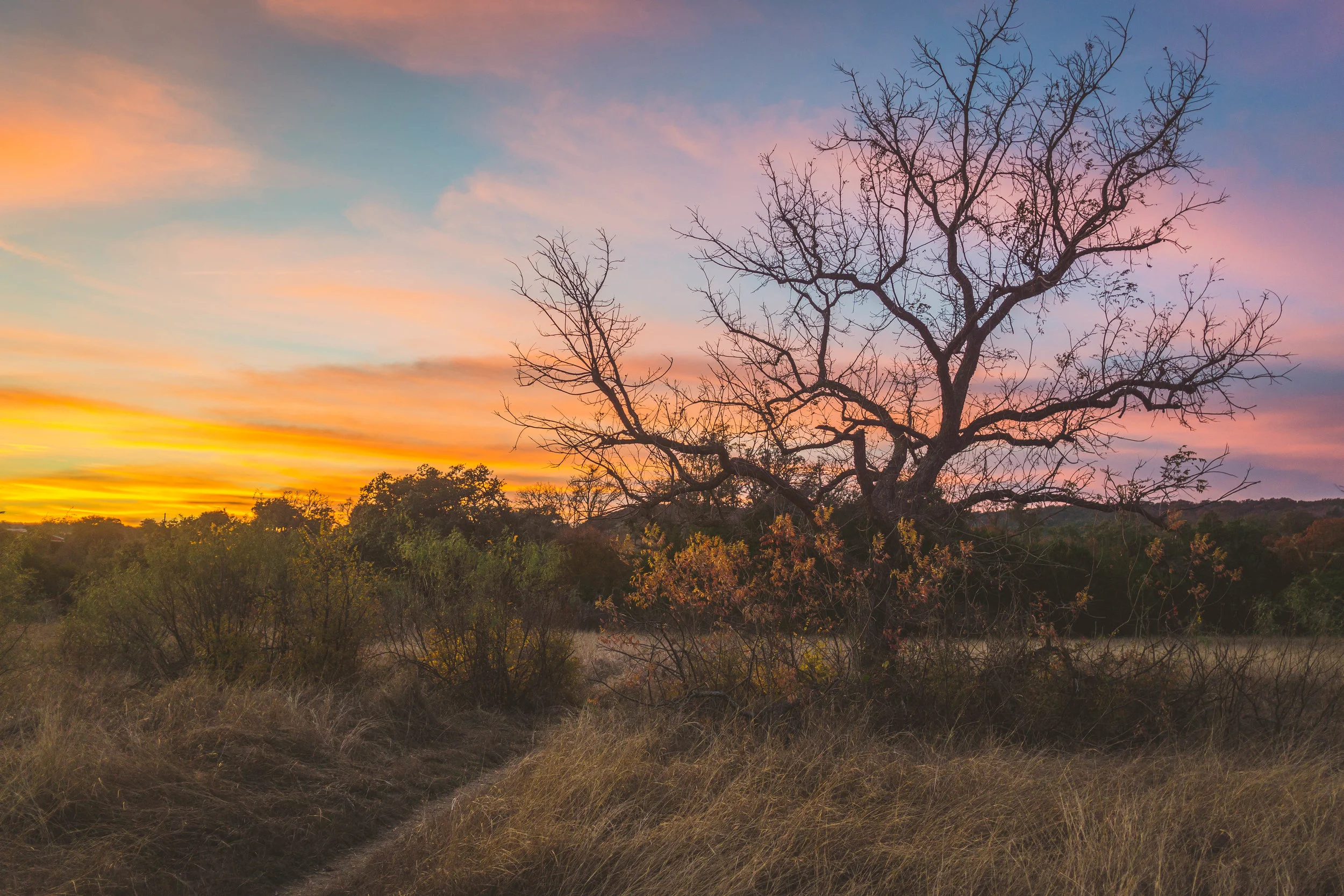balcones path and tree sunset hz.jpg