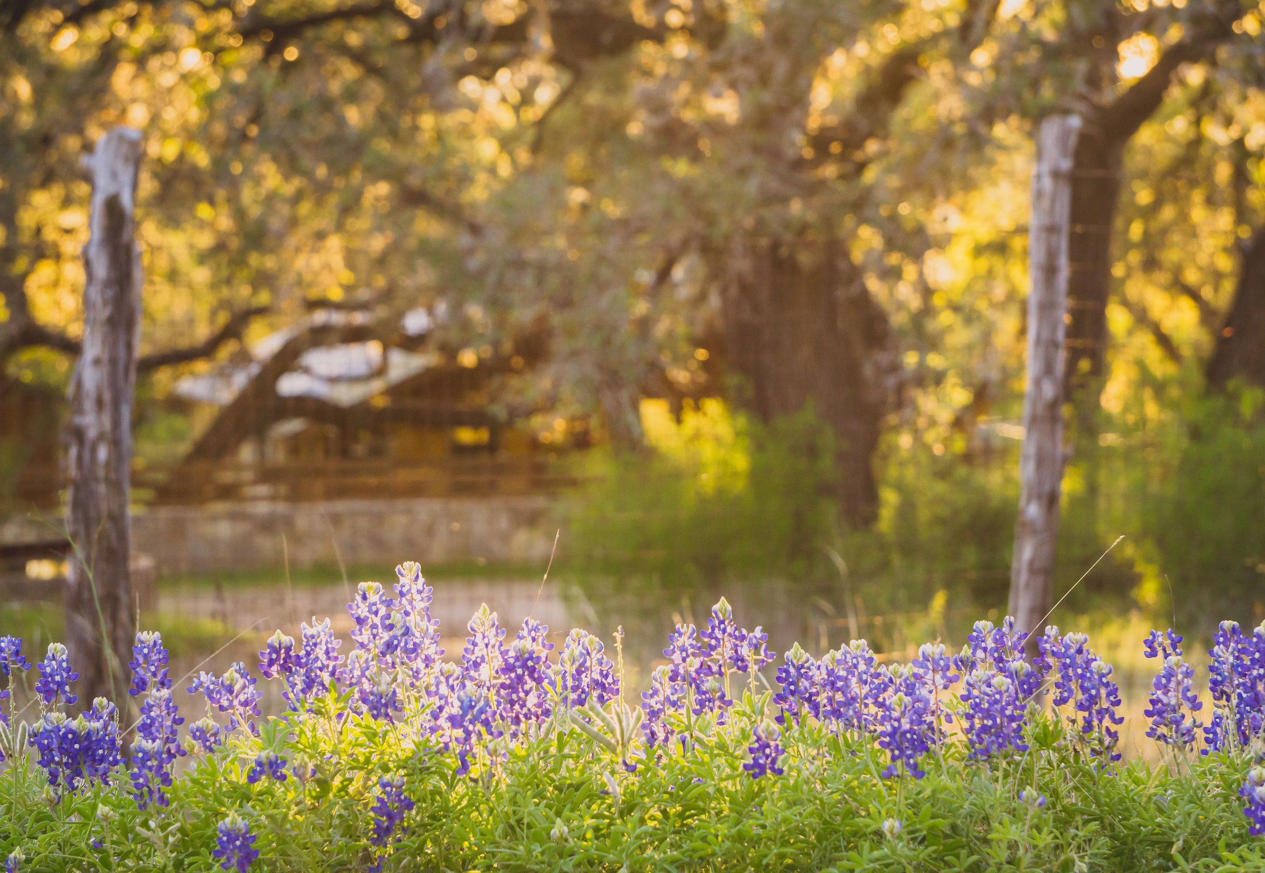 Bluebonnets and hill country ranch