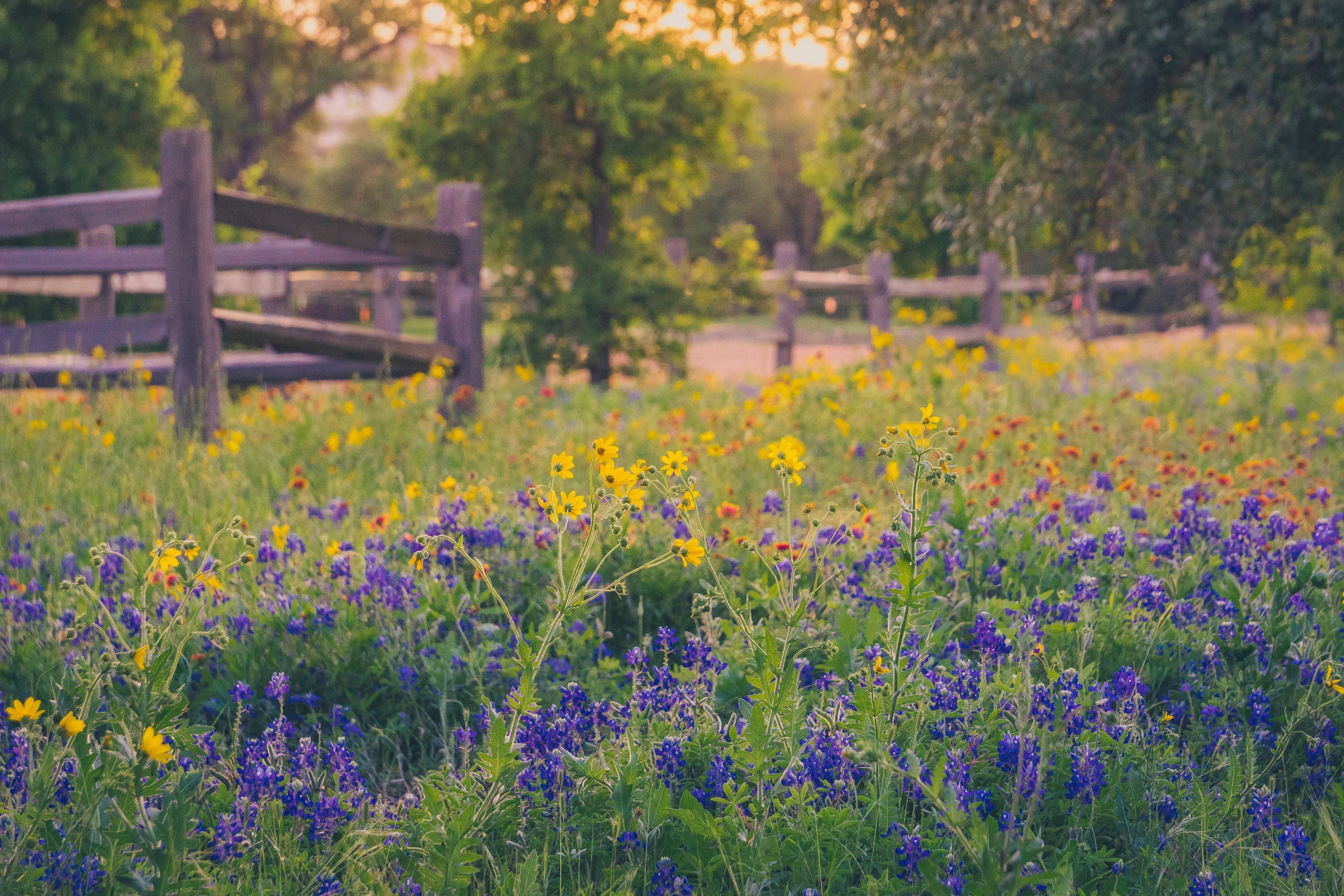 Spring Wildflowers; Austin, TX