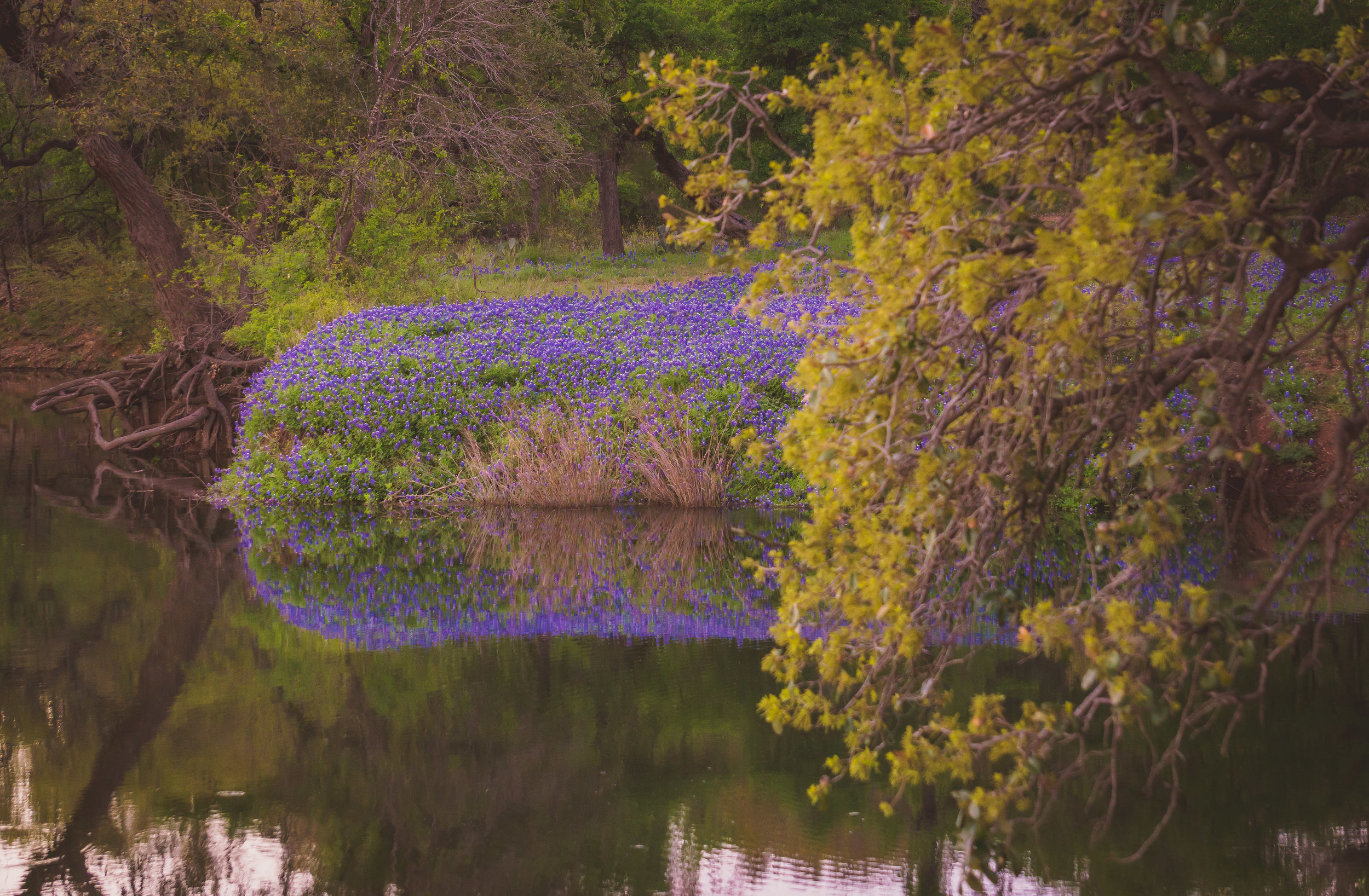 Bluebonnet Reflection; Turkey Bend Park 