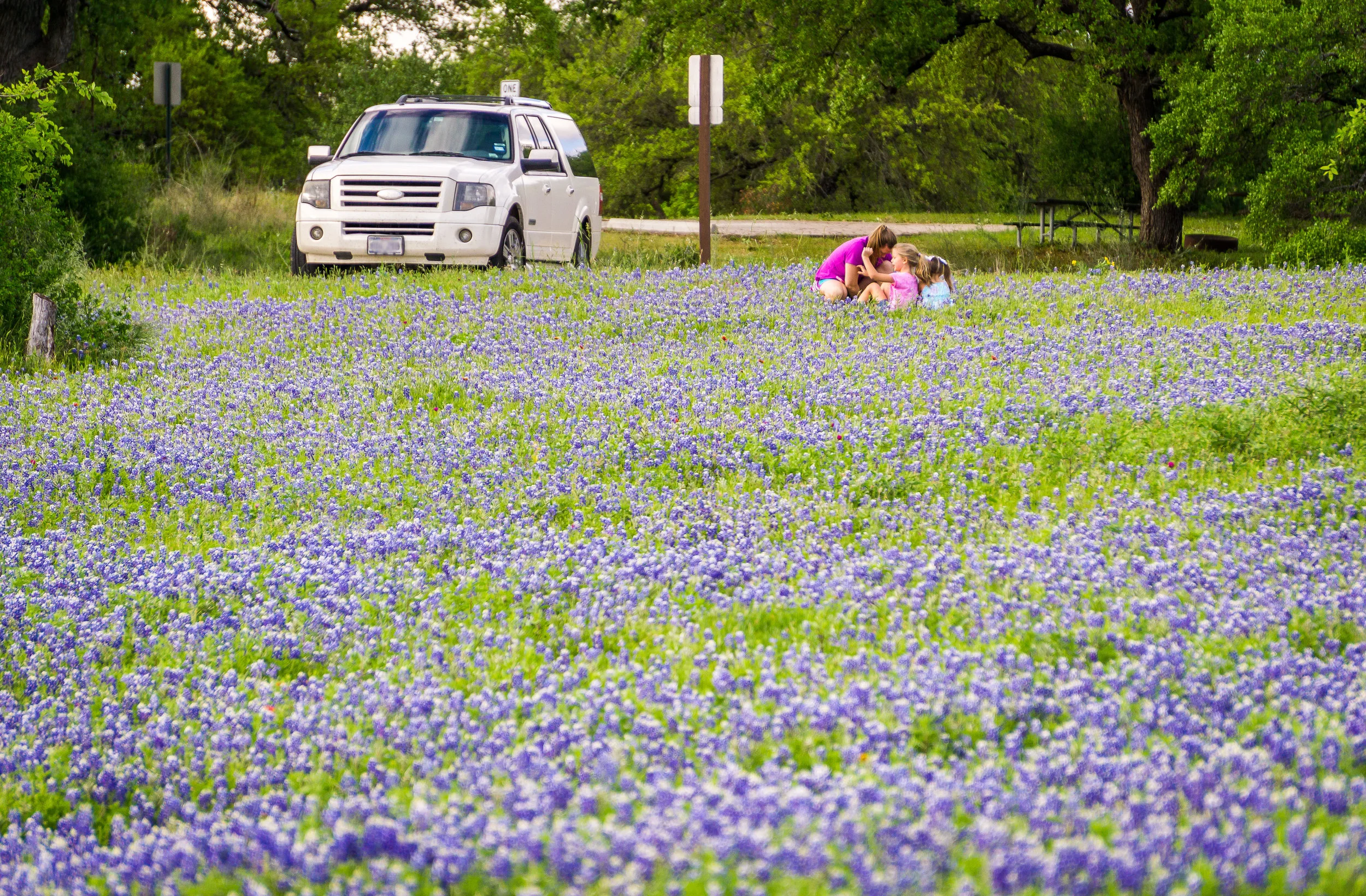 Texas springtime tradition: Mom wrestling with kids to get them situate for the perfect photo in the bluebonnets.